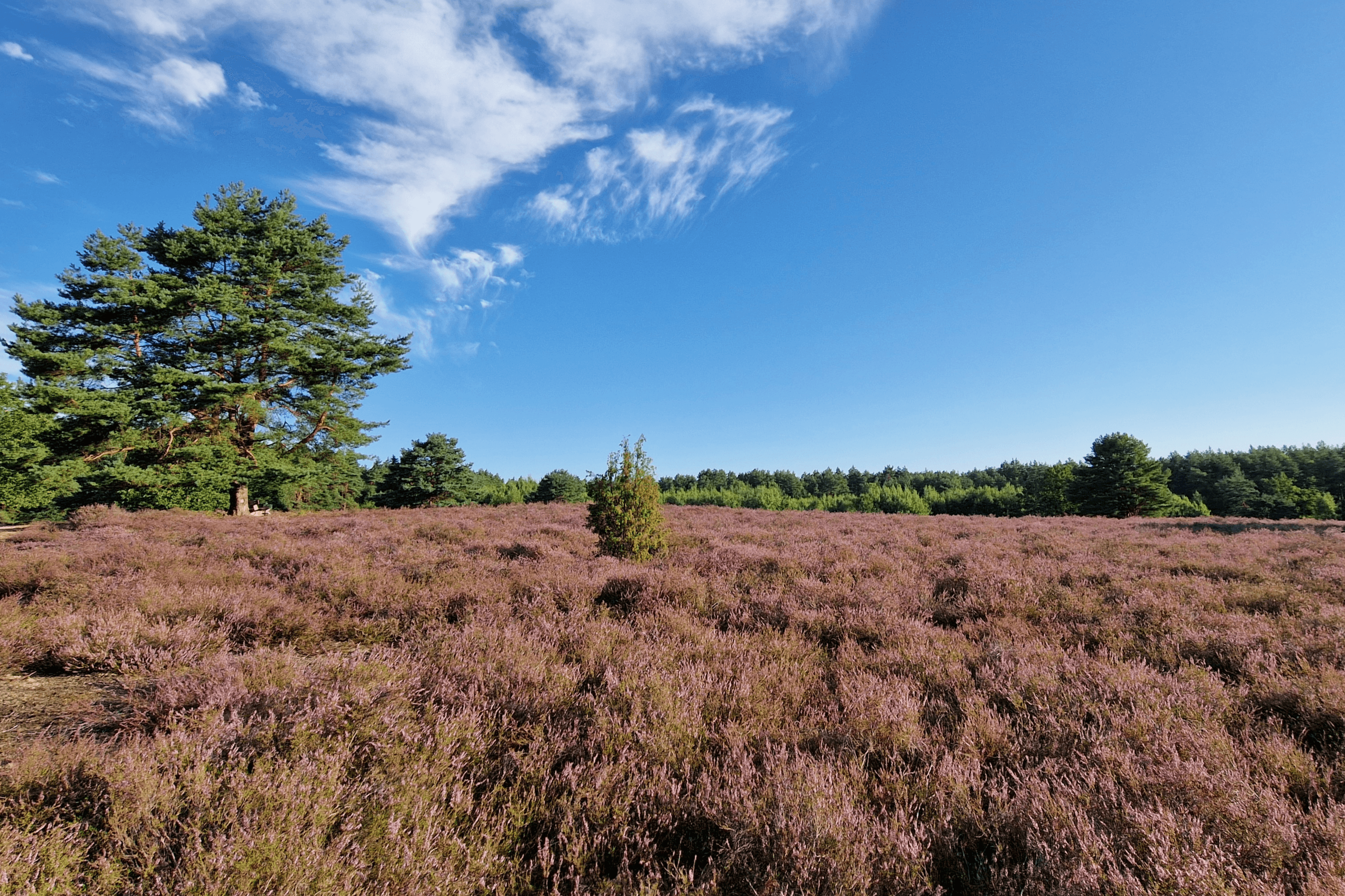 Stand der Heideblüte in der Bad Bodenteicher Heide