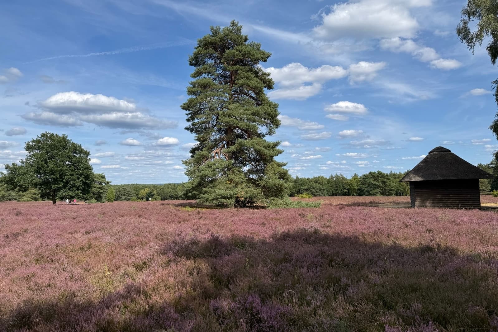 Stand der Heideblüte im Höpen