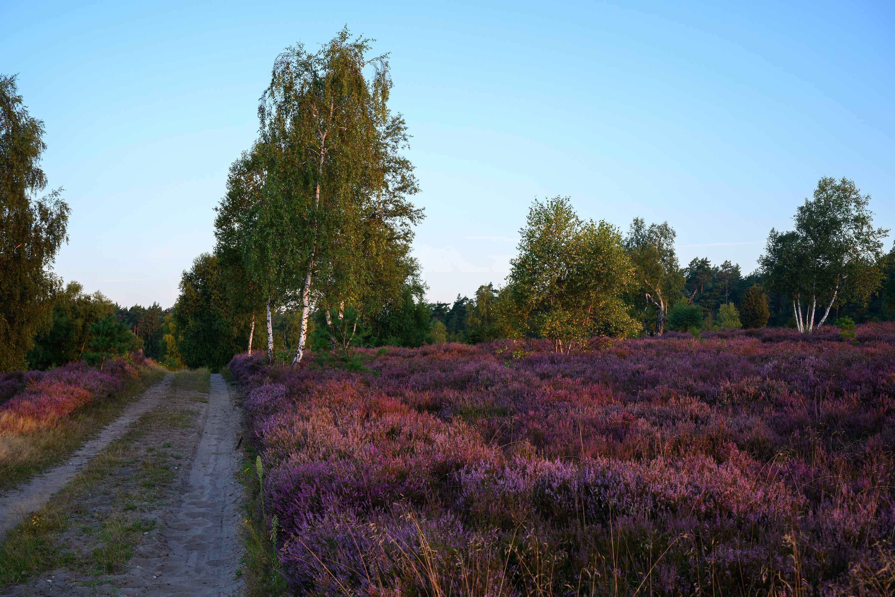 Stand der Heideblüte in der Döhler Heide