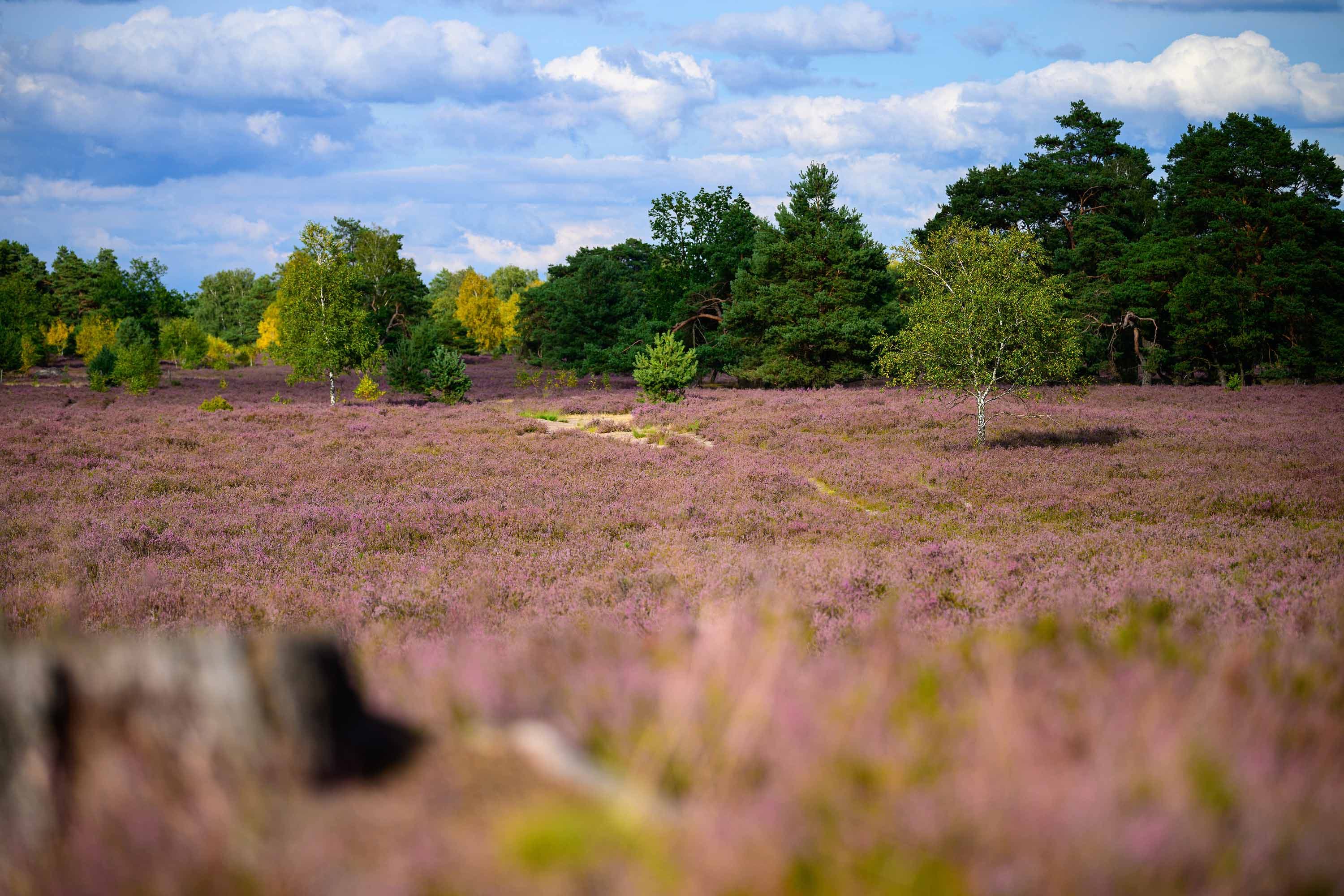 Stand der Heideblüte in der Osterheide