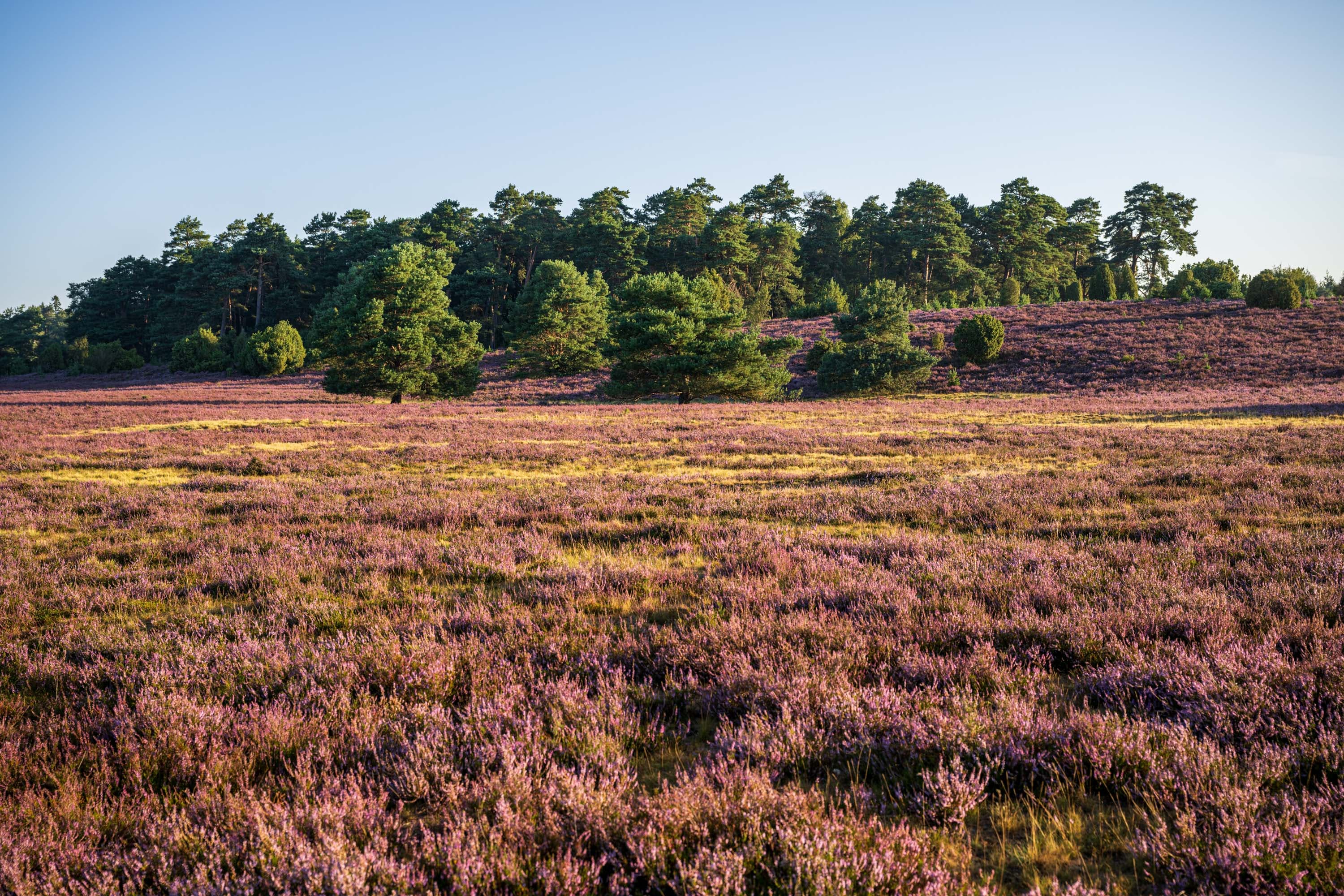Blühende Behringer Heide mit Kiefern am Waldrand unter weitem Himmel.