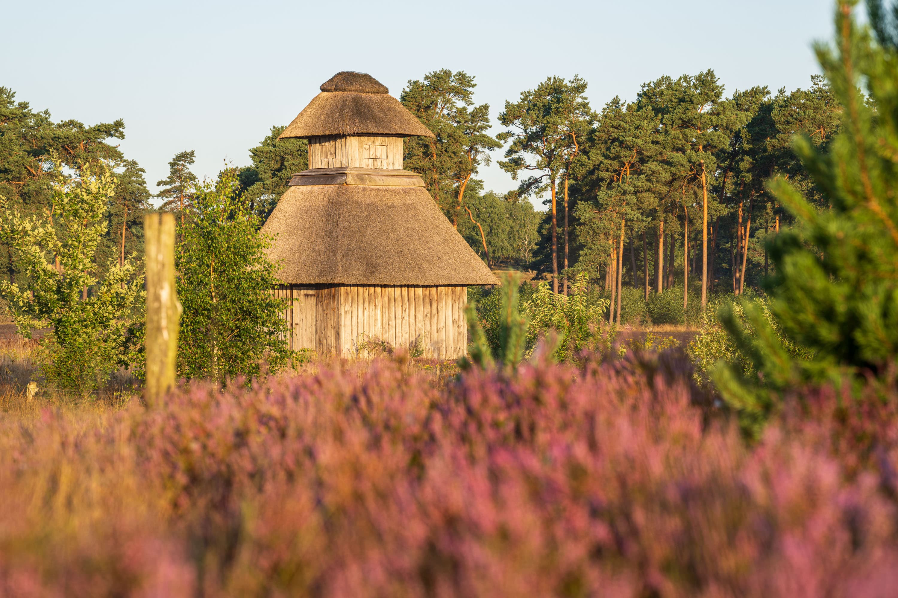 Reetgedeckte Holzhütte zwischen blühender Heide und Kiefern in der Behringer Heide.