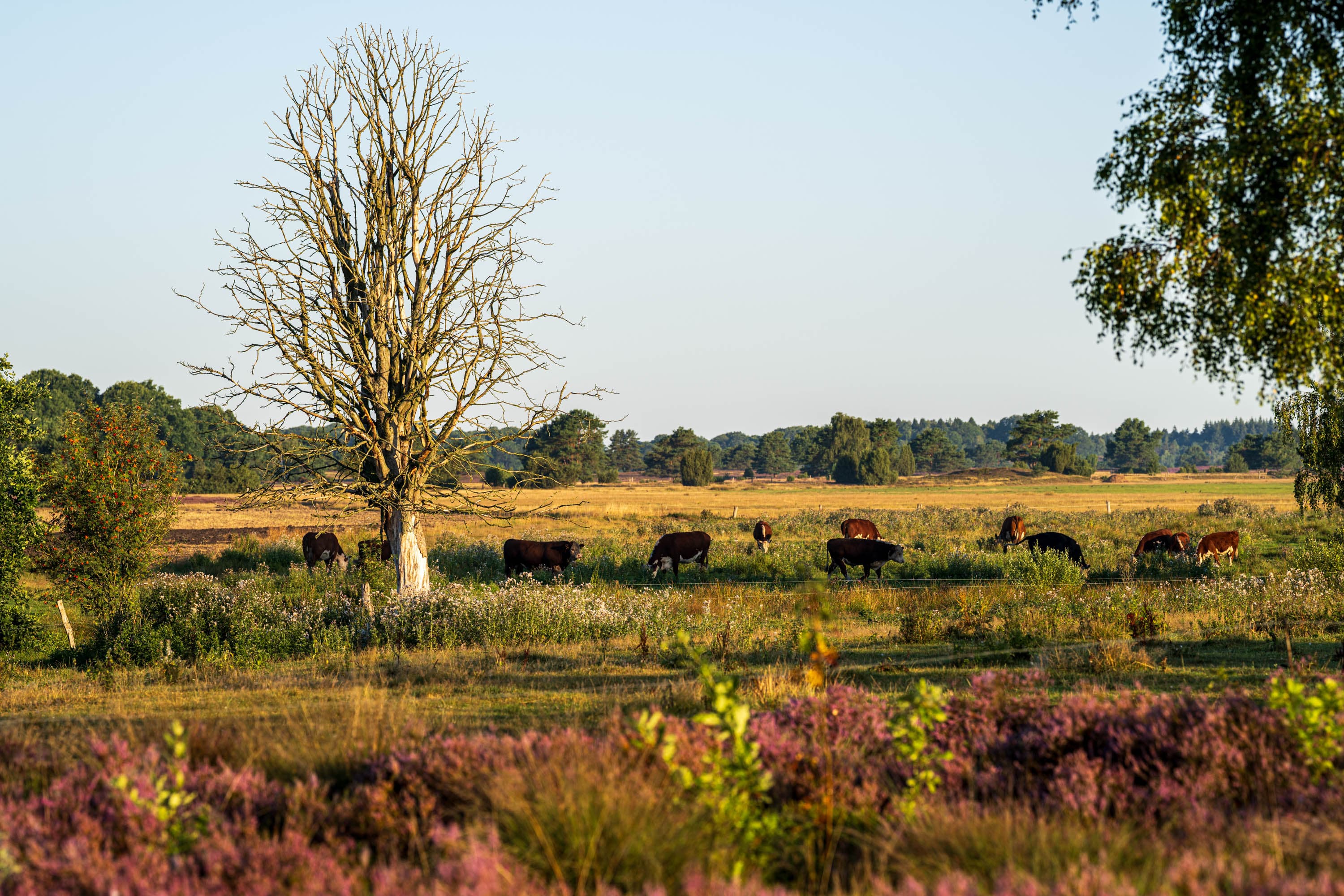 Rinder weiden zwischen Heidekraut und altem Baum in der Behringer Heide.