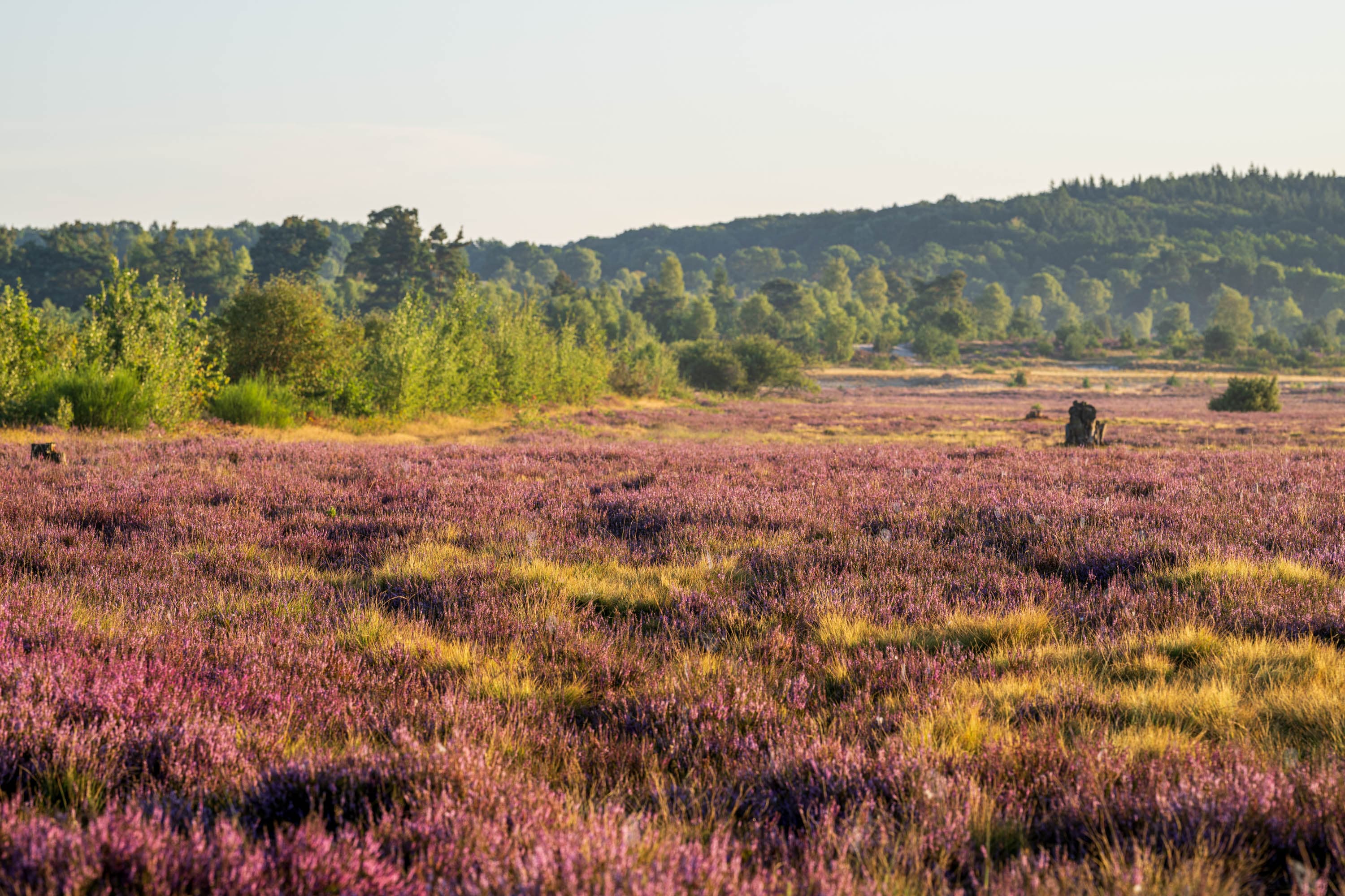Blühende Behringer Heide mit violettem Heidekraut, Gräsern und Wald im Abendlicht.