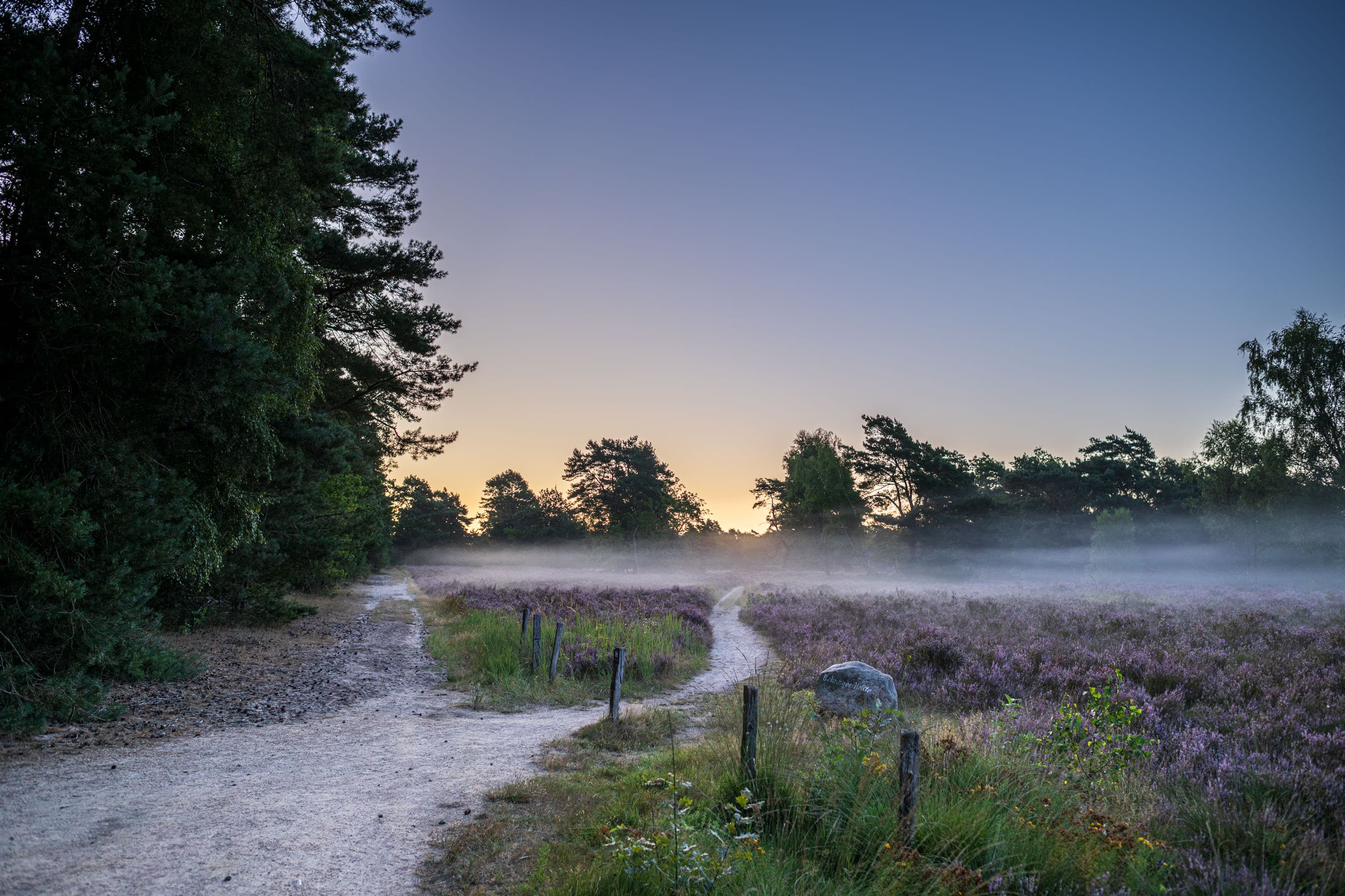 Morgennebel über der blühenden Behringer Heide mit Sandwegen und Kiefern.