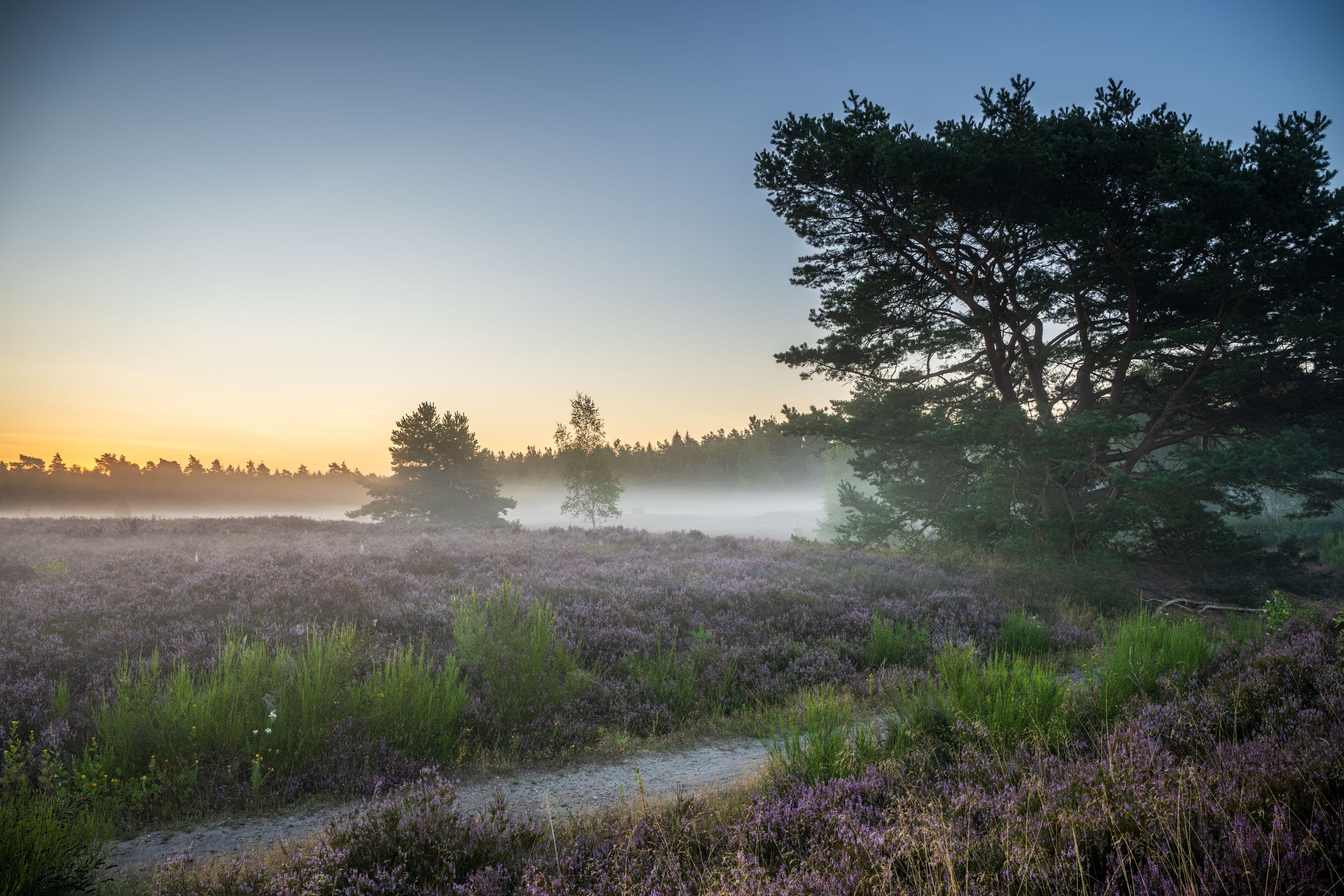 Blühende Behringer Heide mit Kiefern und Morgennebel im Sonnenaufgang