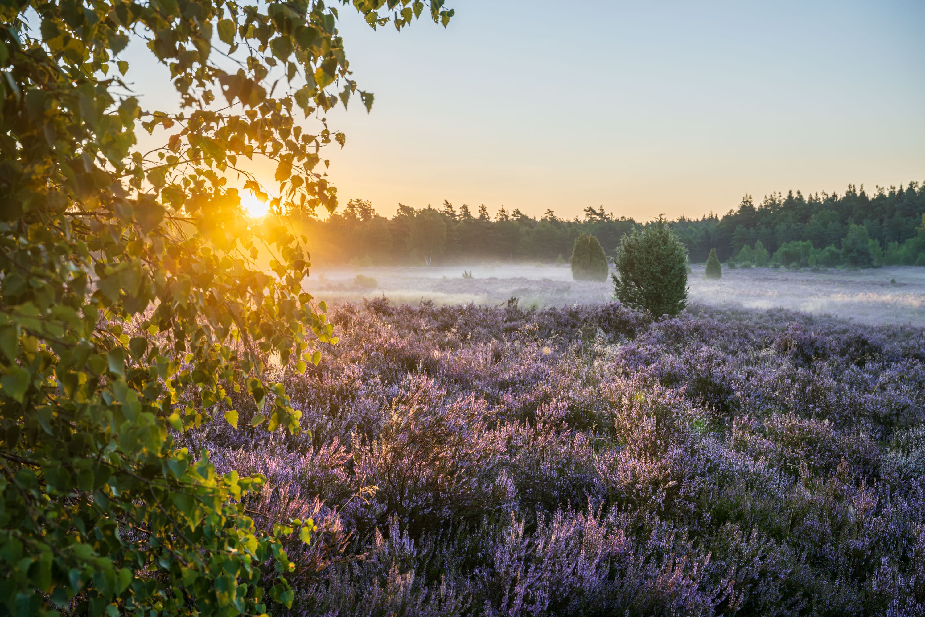 Blühende Behringer Heide im Morgenlicht mit Nebel, Birkenzweigen und Waldsaum.
