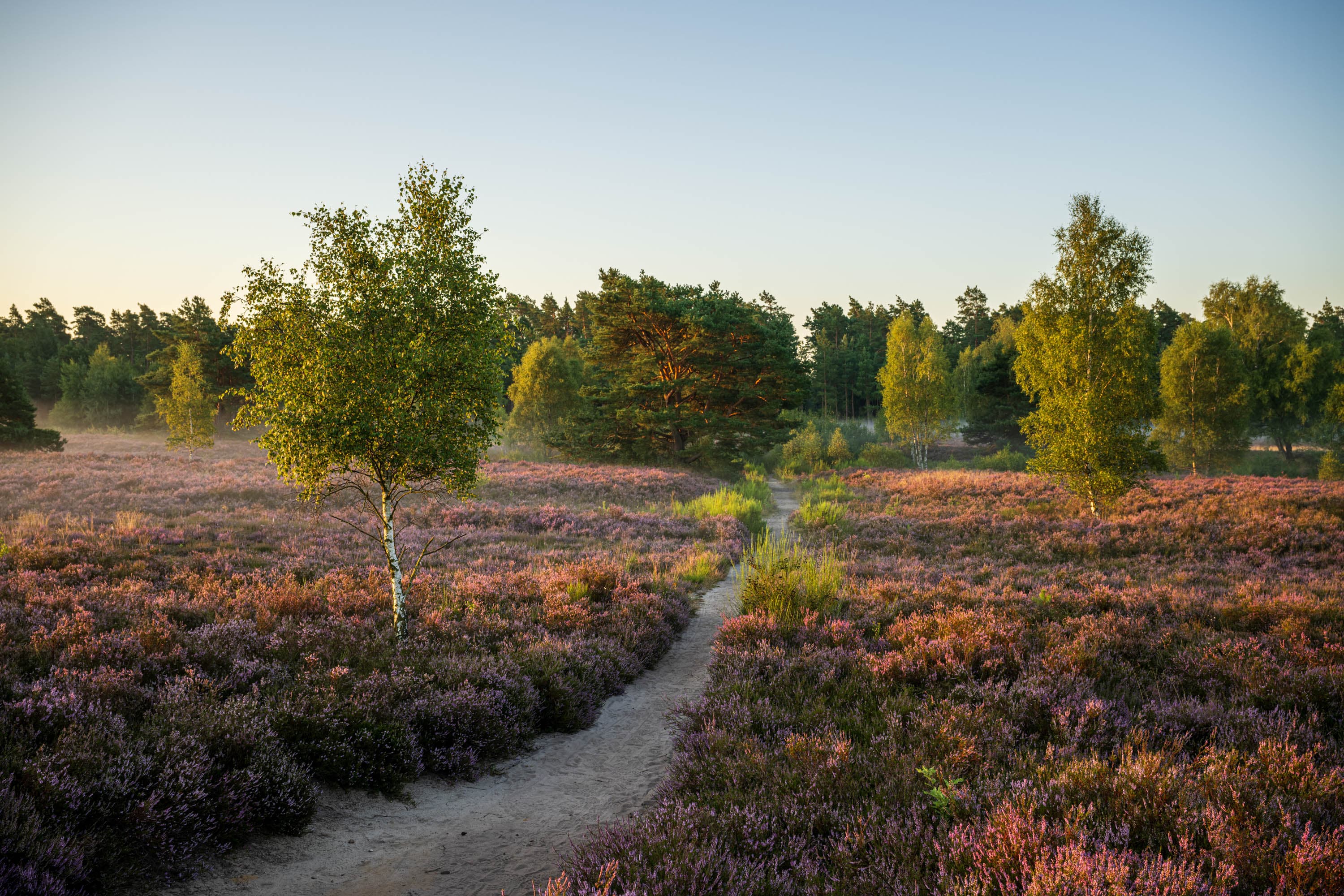 Schmaler Sandweg durch blühende Behringer Heide mit Birken und Kiefern im Morgenlicht.