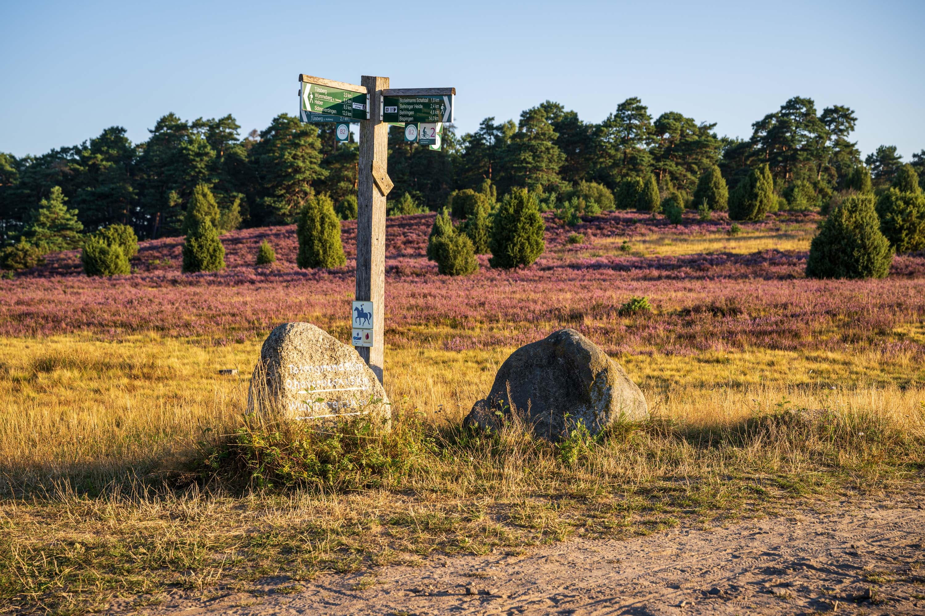 Wegweiser zwischen Findlingen in blühender Behringer Heide mit Wacholdern.