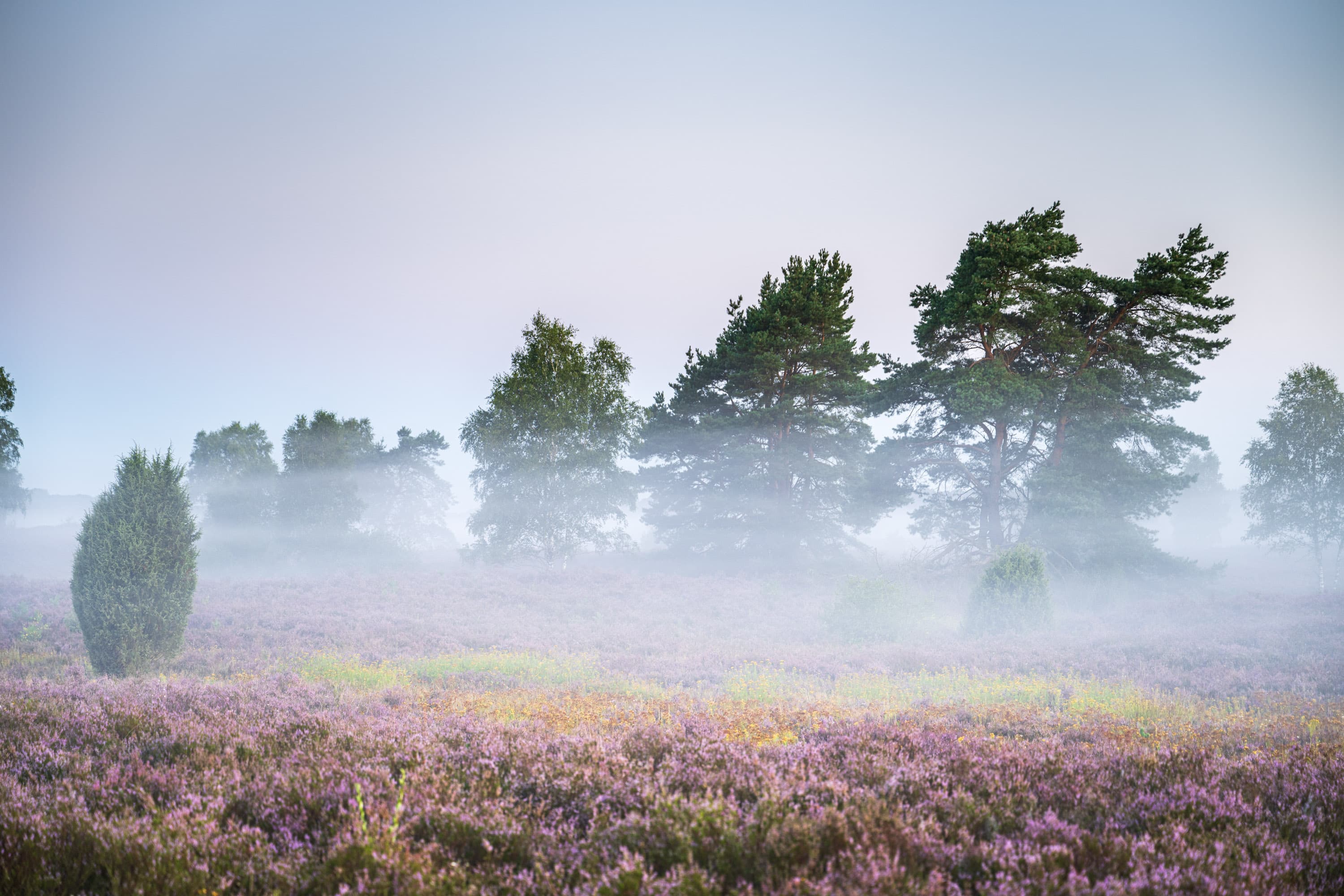 Blühende Heide bei Behringen mit Kiefern und Birken im Morgennebel.