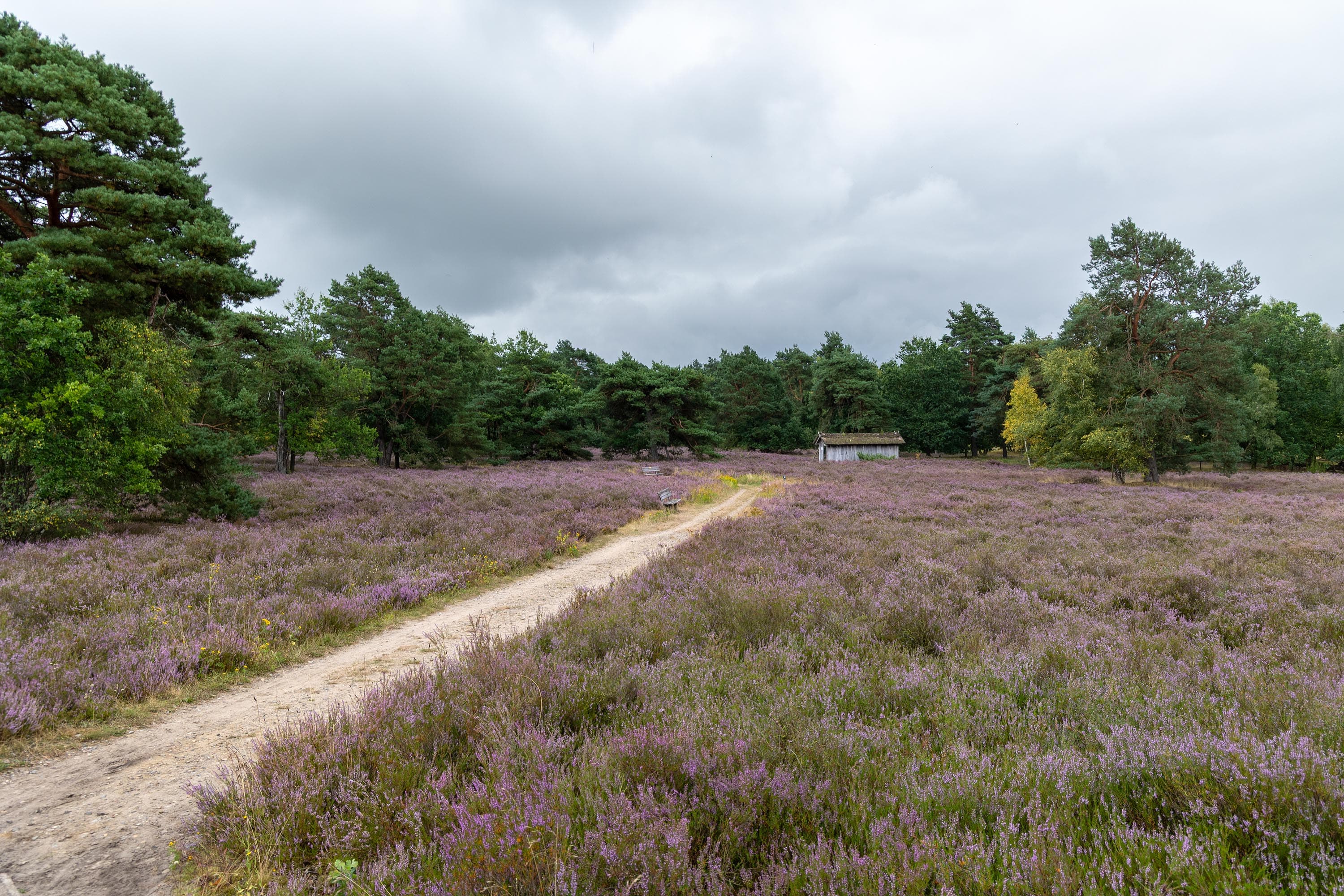 Stand der Heideblüte in der Behringer Heide