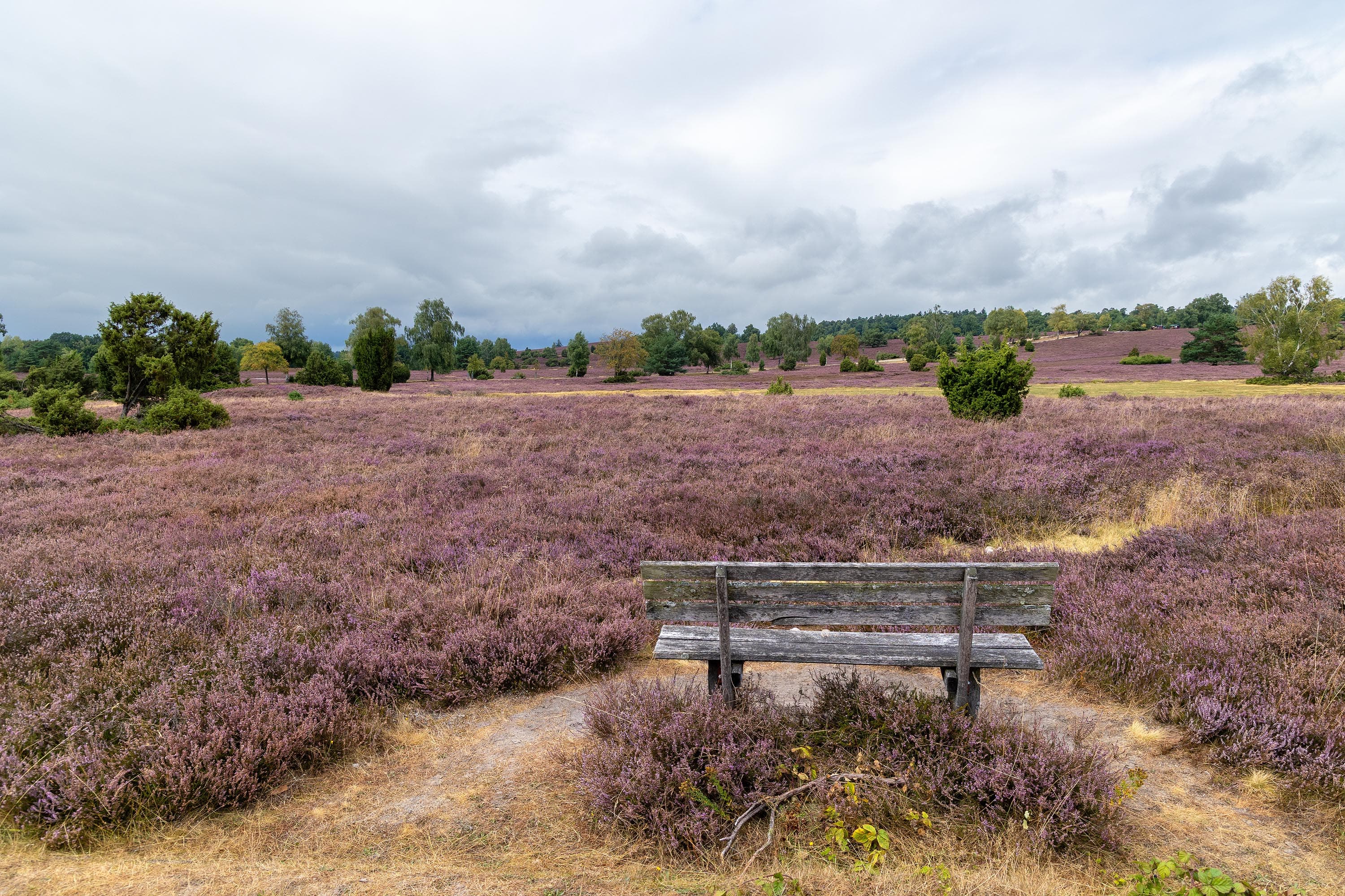 Stand der Heideblüte in der Oberhaverbecker Heide