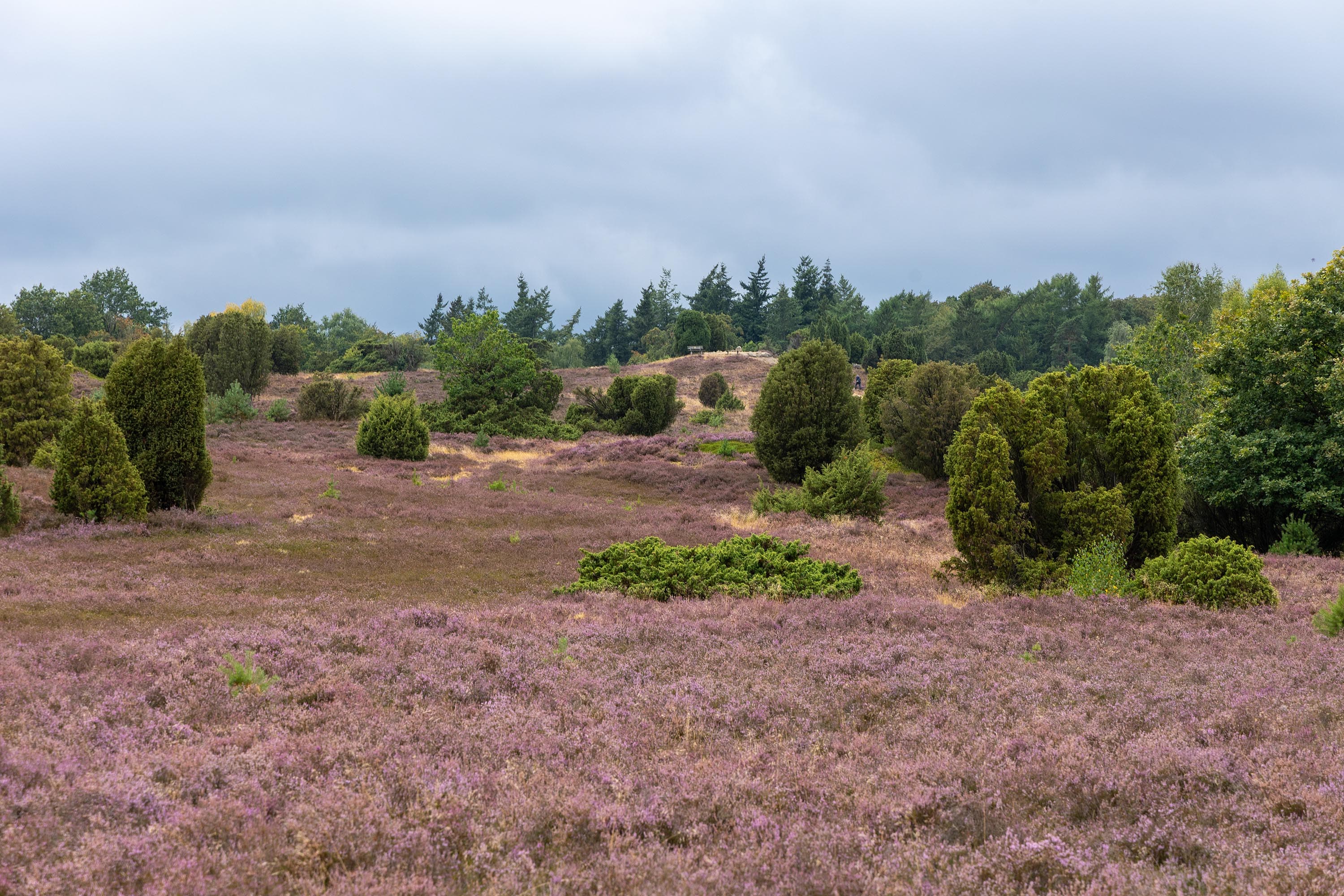 Stand der Heideblüte am Turmberg