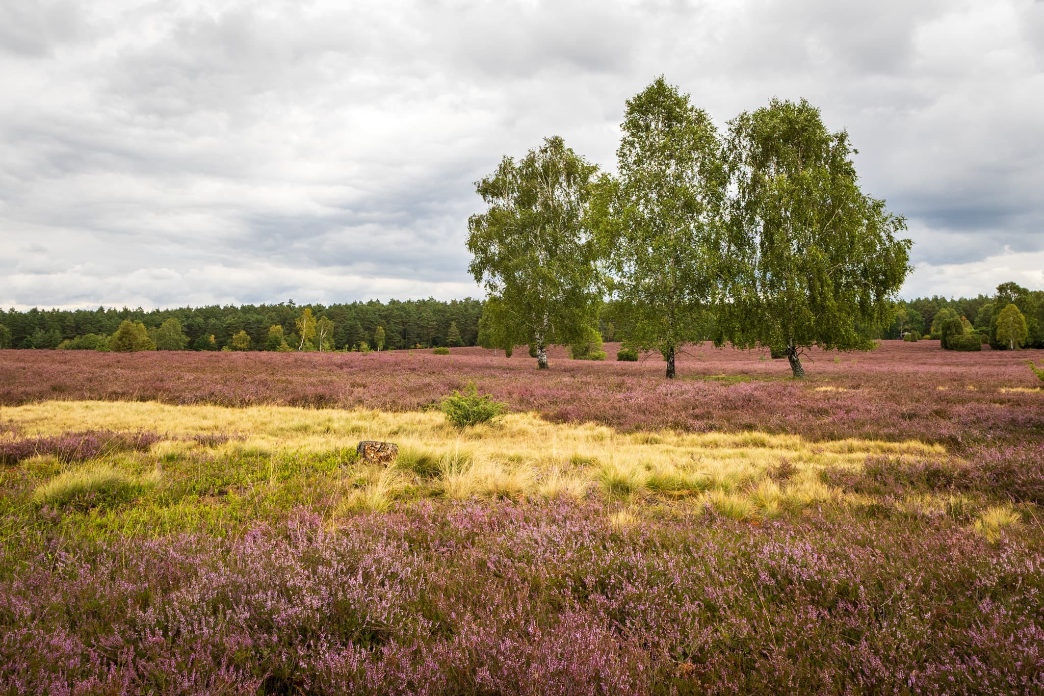 Stand der Heideblüte in der Oberoher Heide