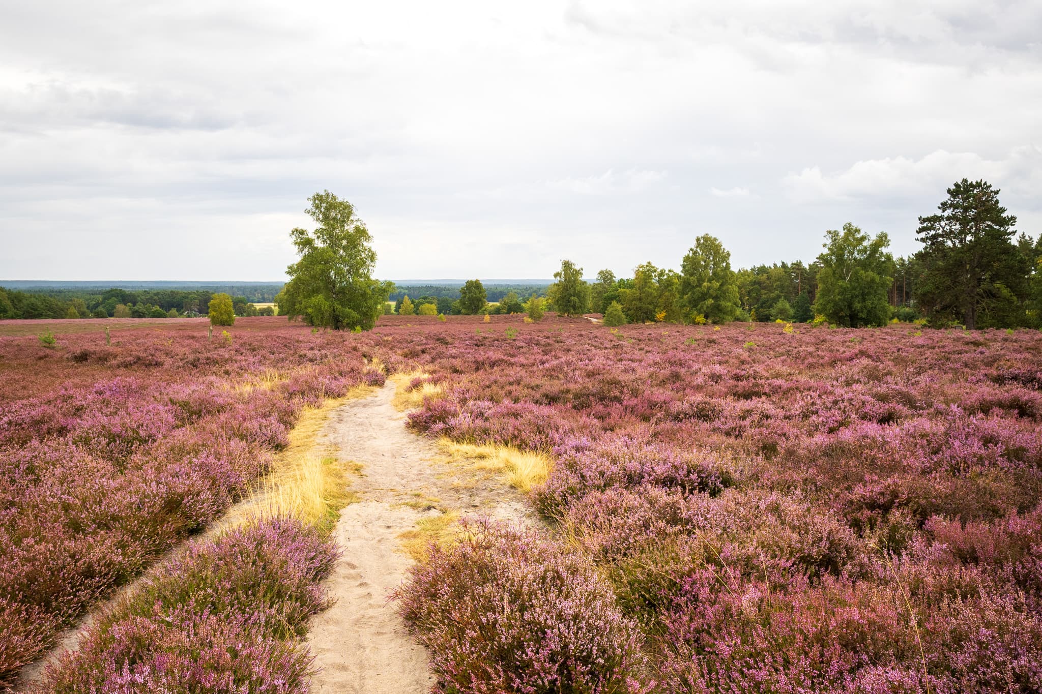 Stand der Heideblüte am Wietzer Berg bei Müden (Örtze)