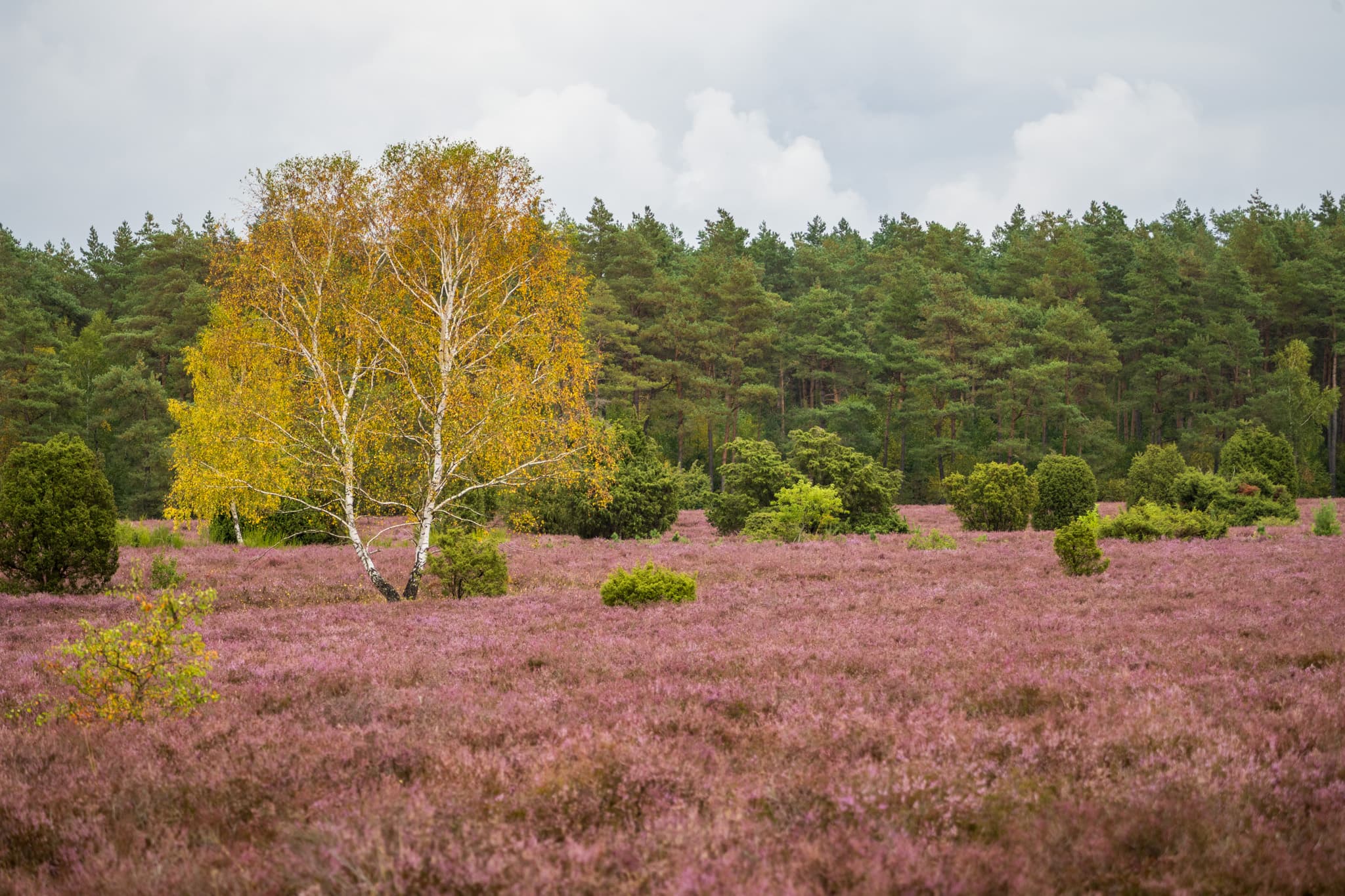 Stand der Heideblüte am Wacholderwald Schmarbeck