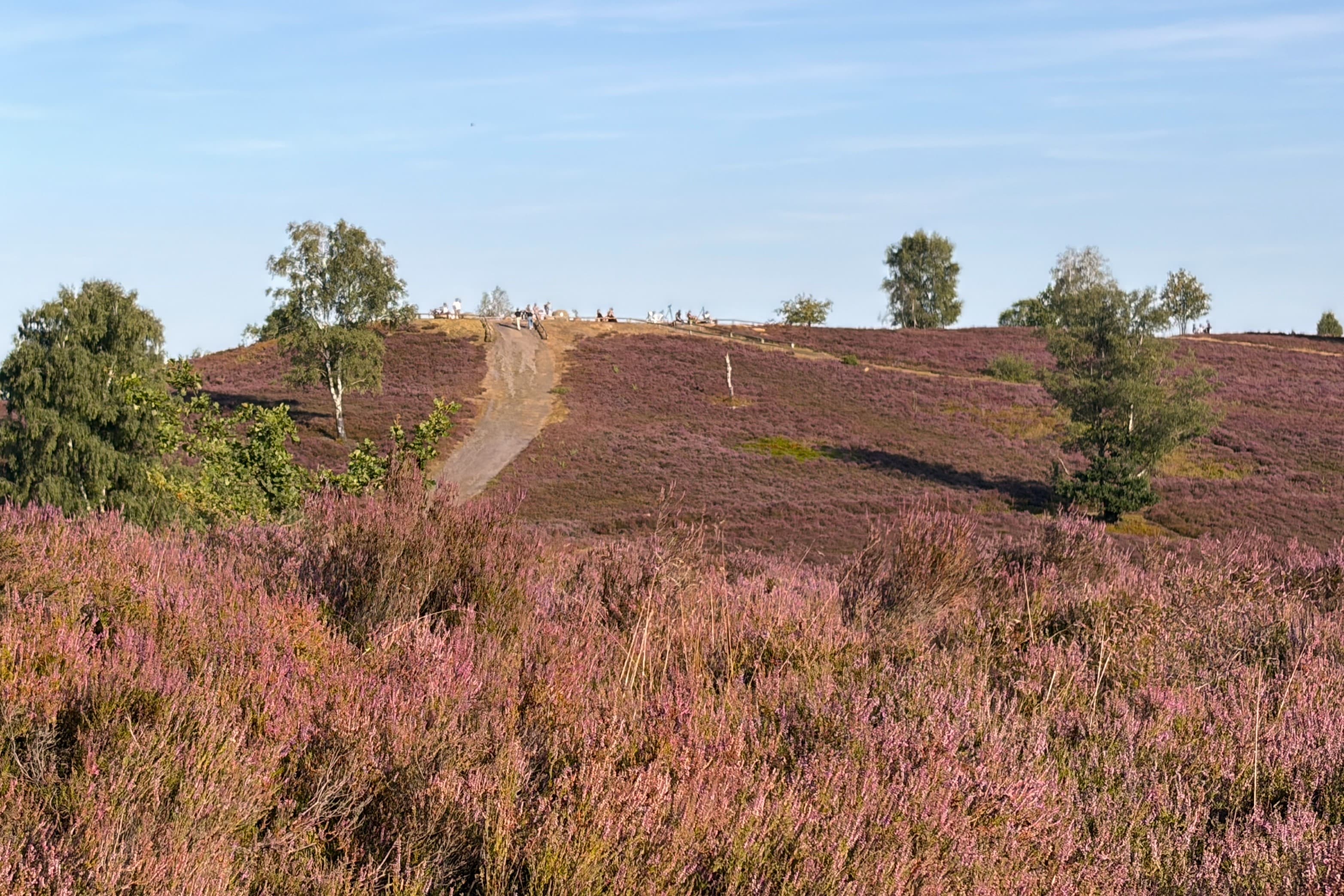 Stand der Heideblüte auf dem Brunsberg