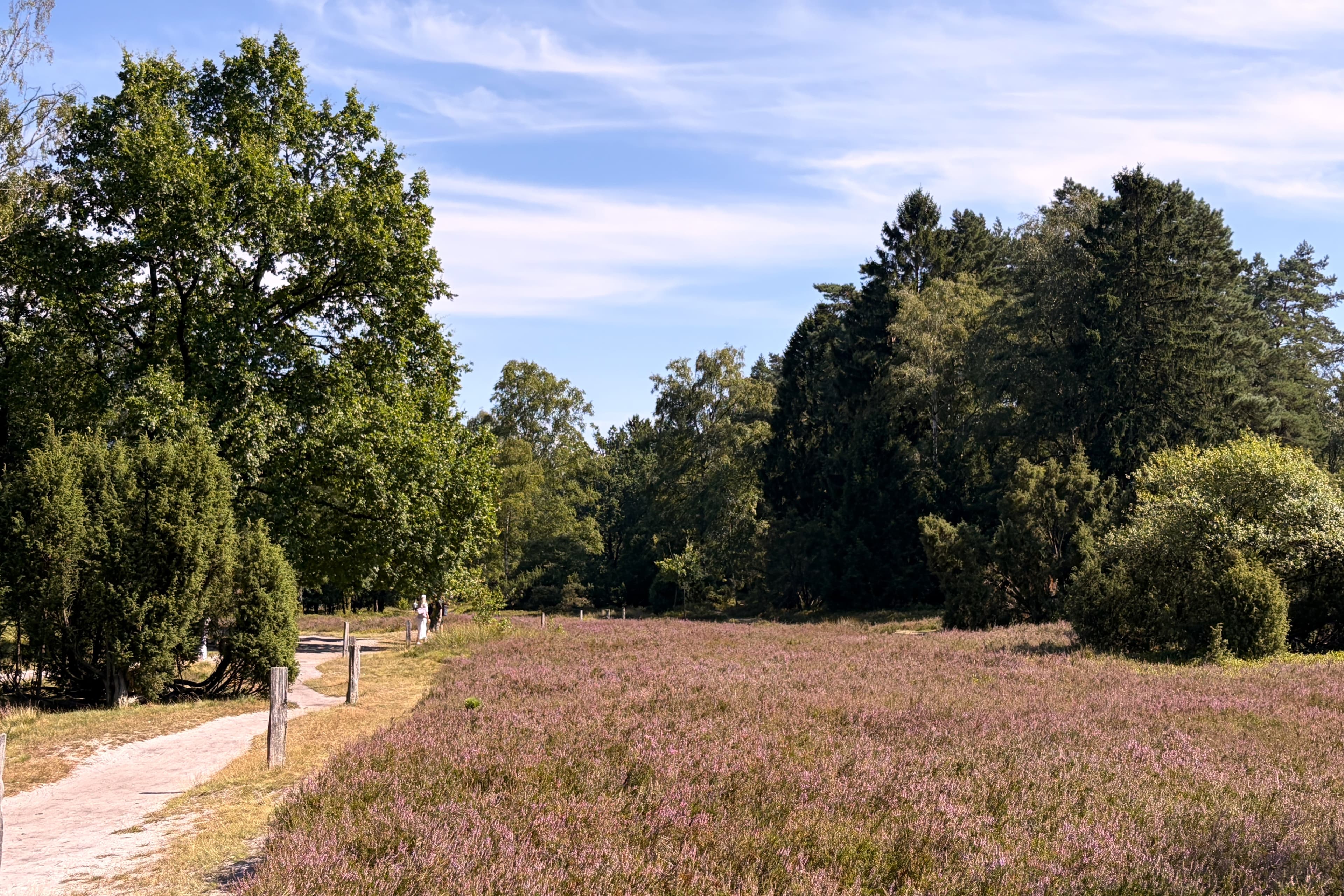 Stand der Heideblüte im Büsenbachtal