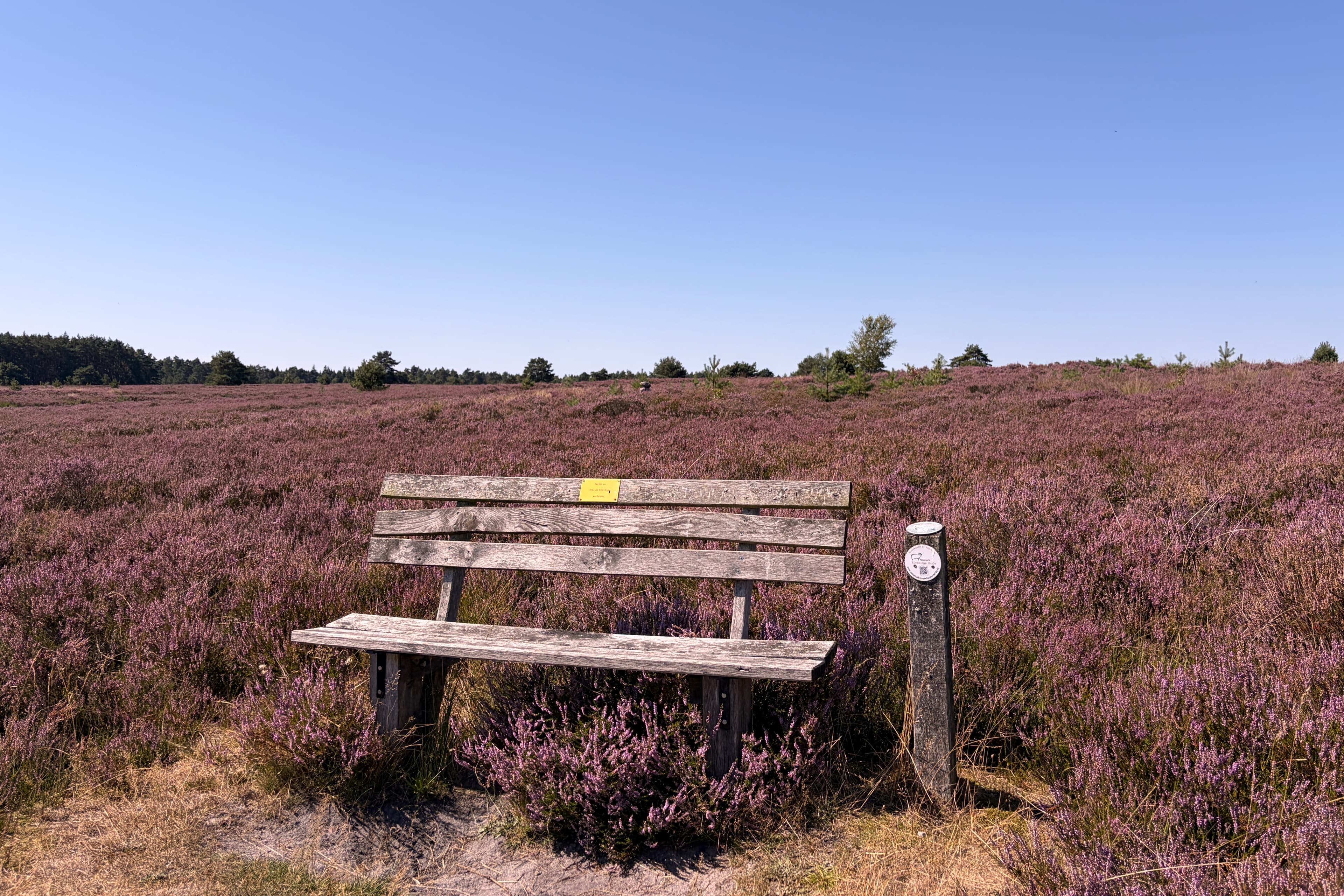 Stand der Heideblüte auf dem Töps