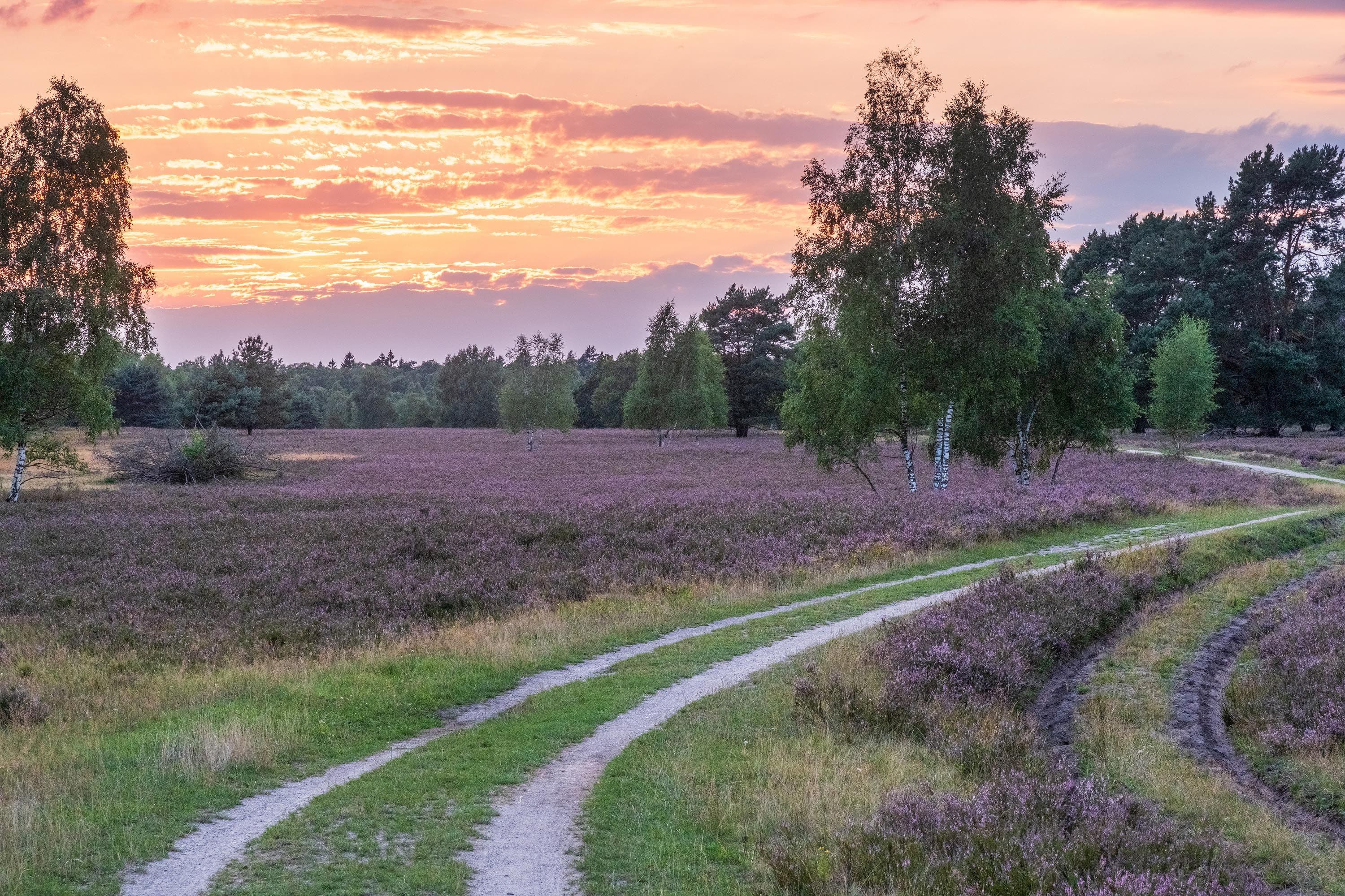 eine lilabrlühende heidefläche mit untergehender sonne, durch die ein wanderweg führt