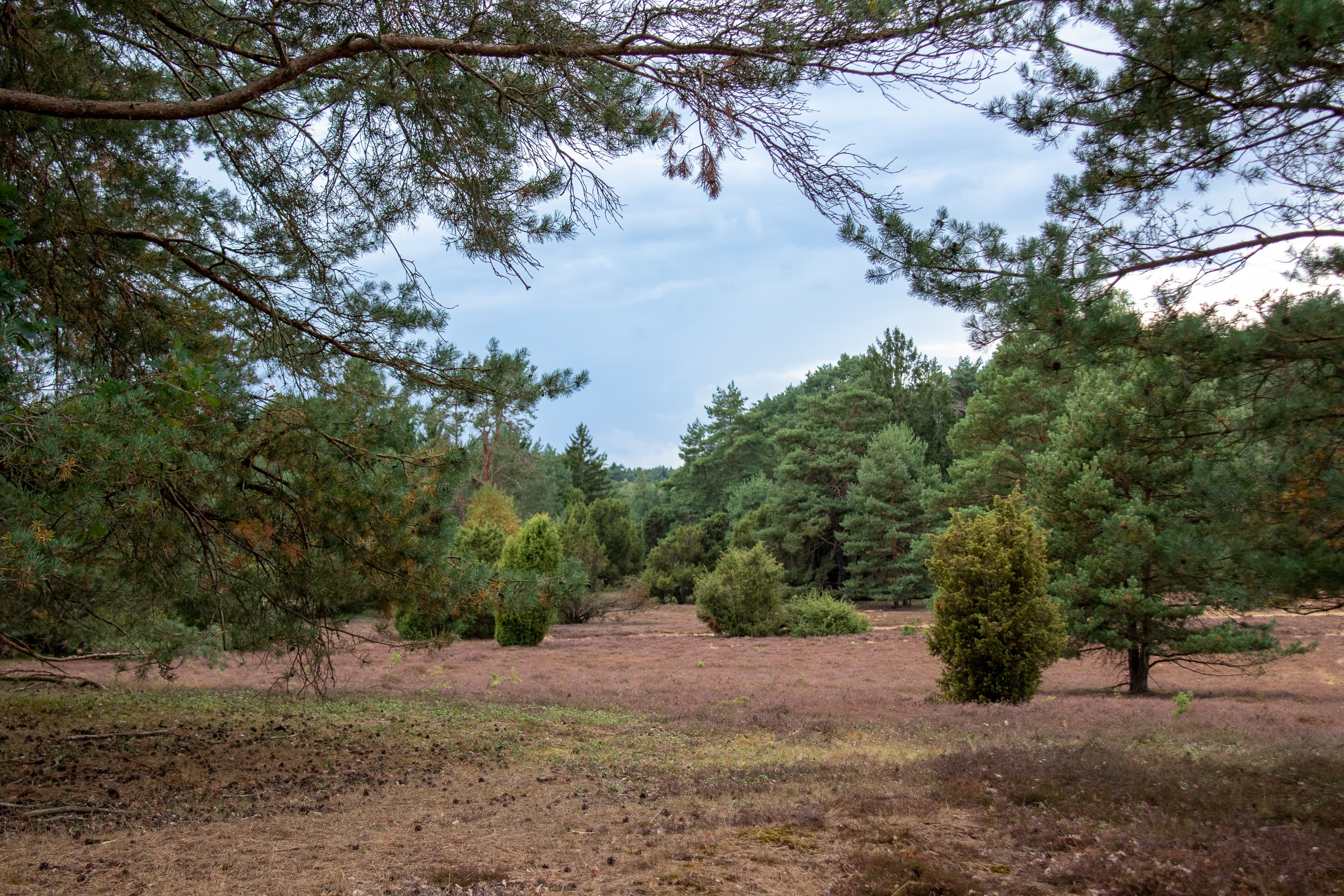 Stand der Heideblüte Misselhorner Heide 18.08.2026