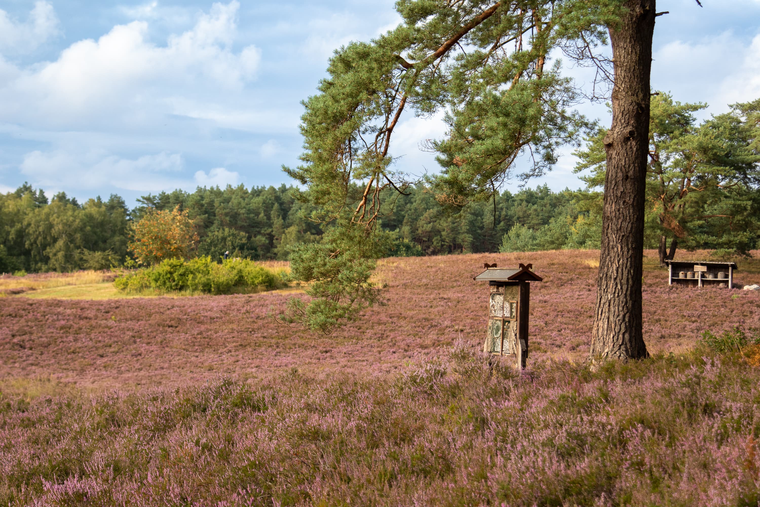 Stand der Heideblüte Kronsbergheide19.08.2026
