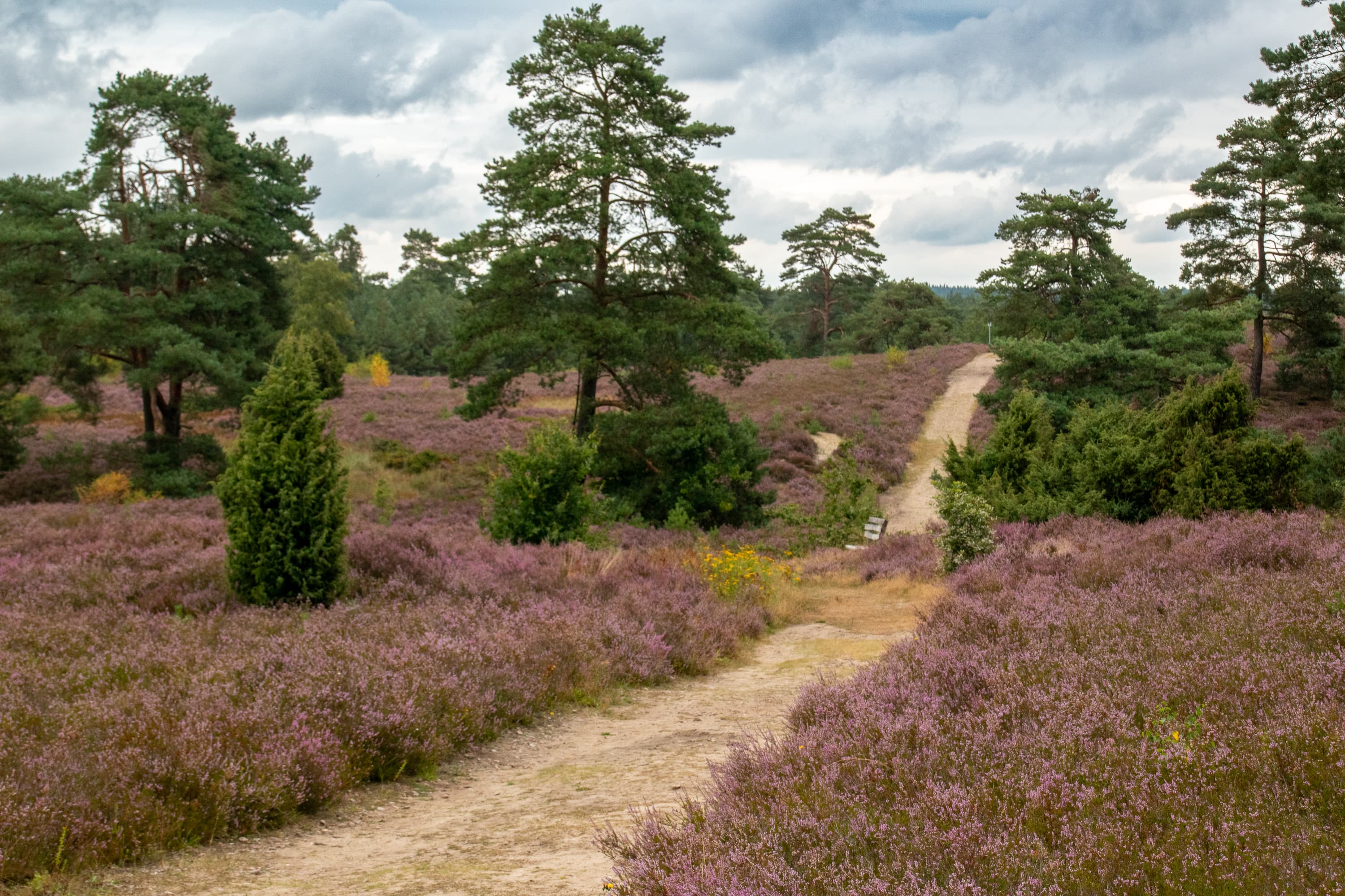 Stand der Heideblüte Schwindebeker Heide 19.08.2026