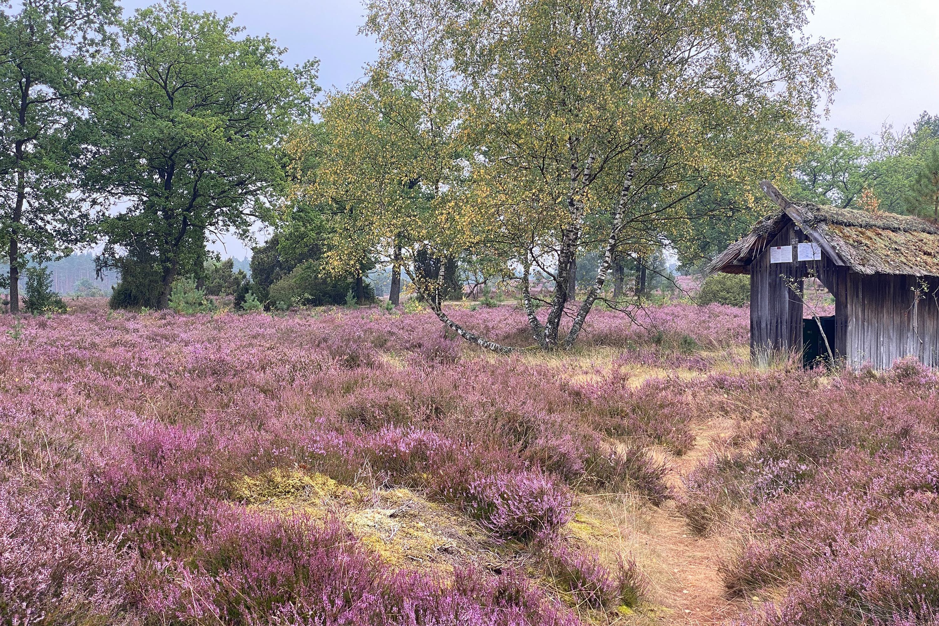 Stand der Heideblüte in der Sudermühler Heide