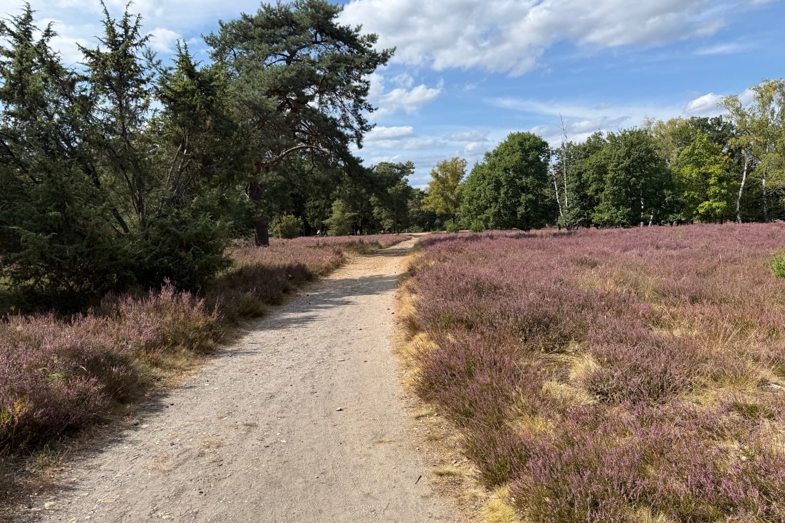 Stand der Heideblüte im Höpen