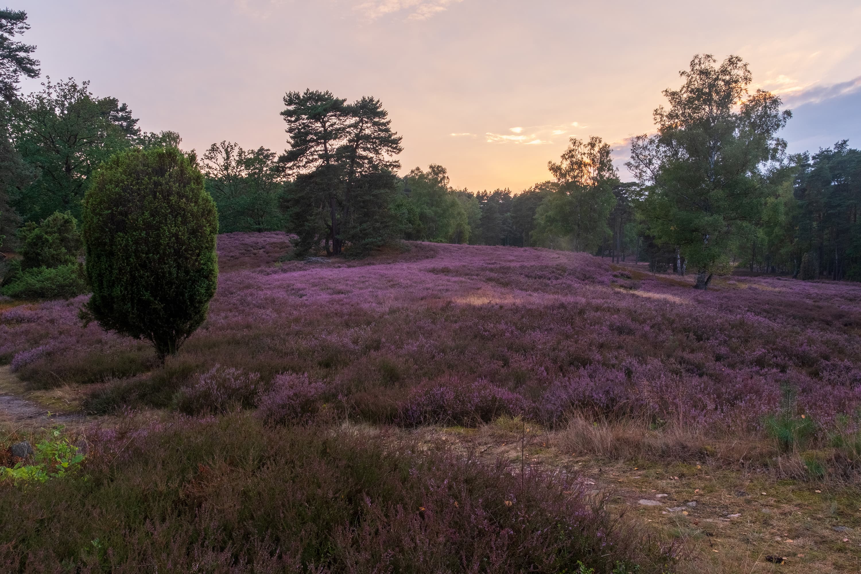 Stand der Heideblüte im Tietlinger Wacholderhain