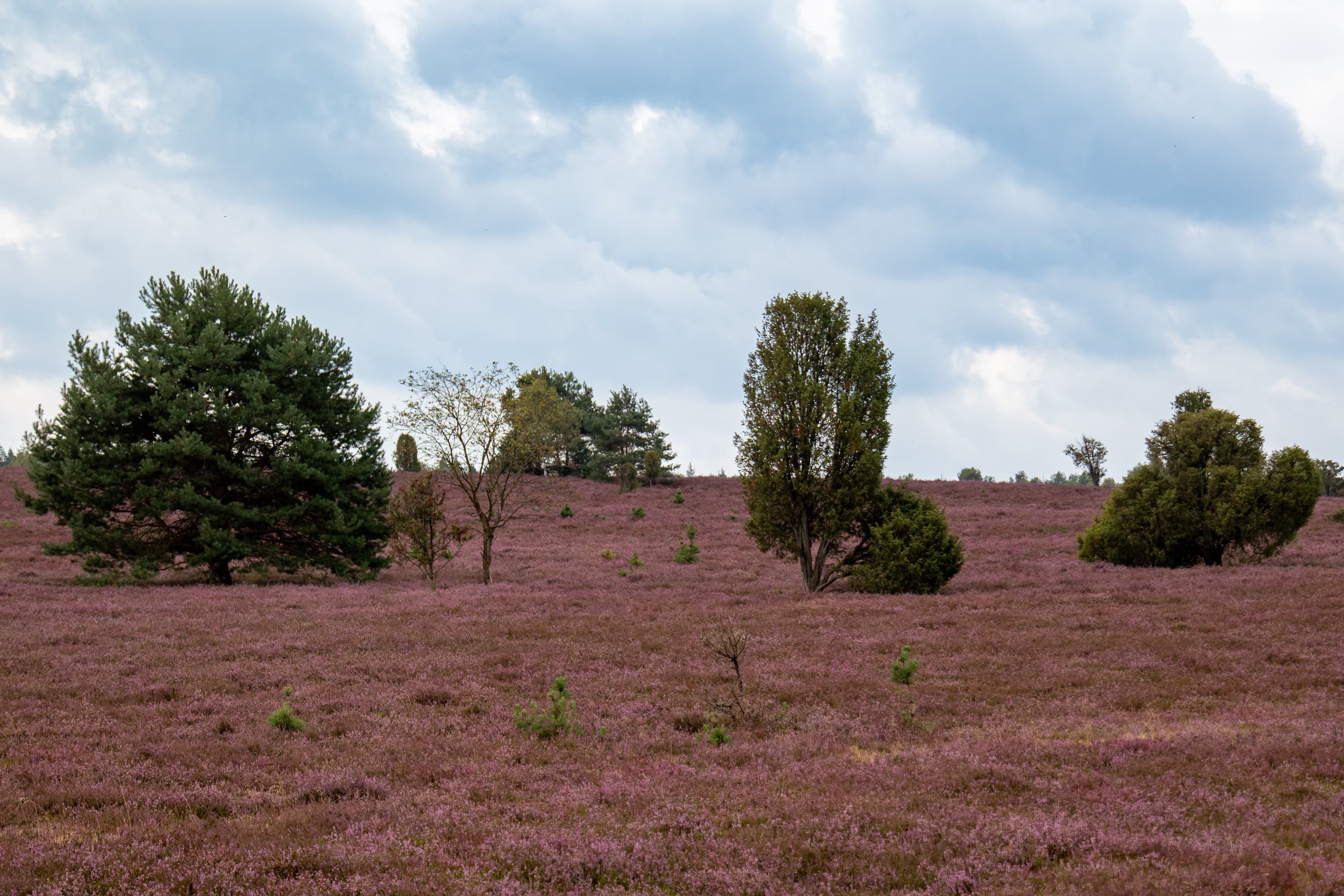 Stand der Heideblüte Oberoher Heide 21.2026