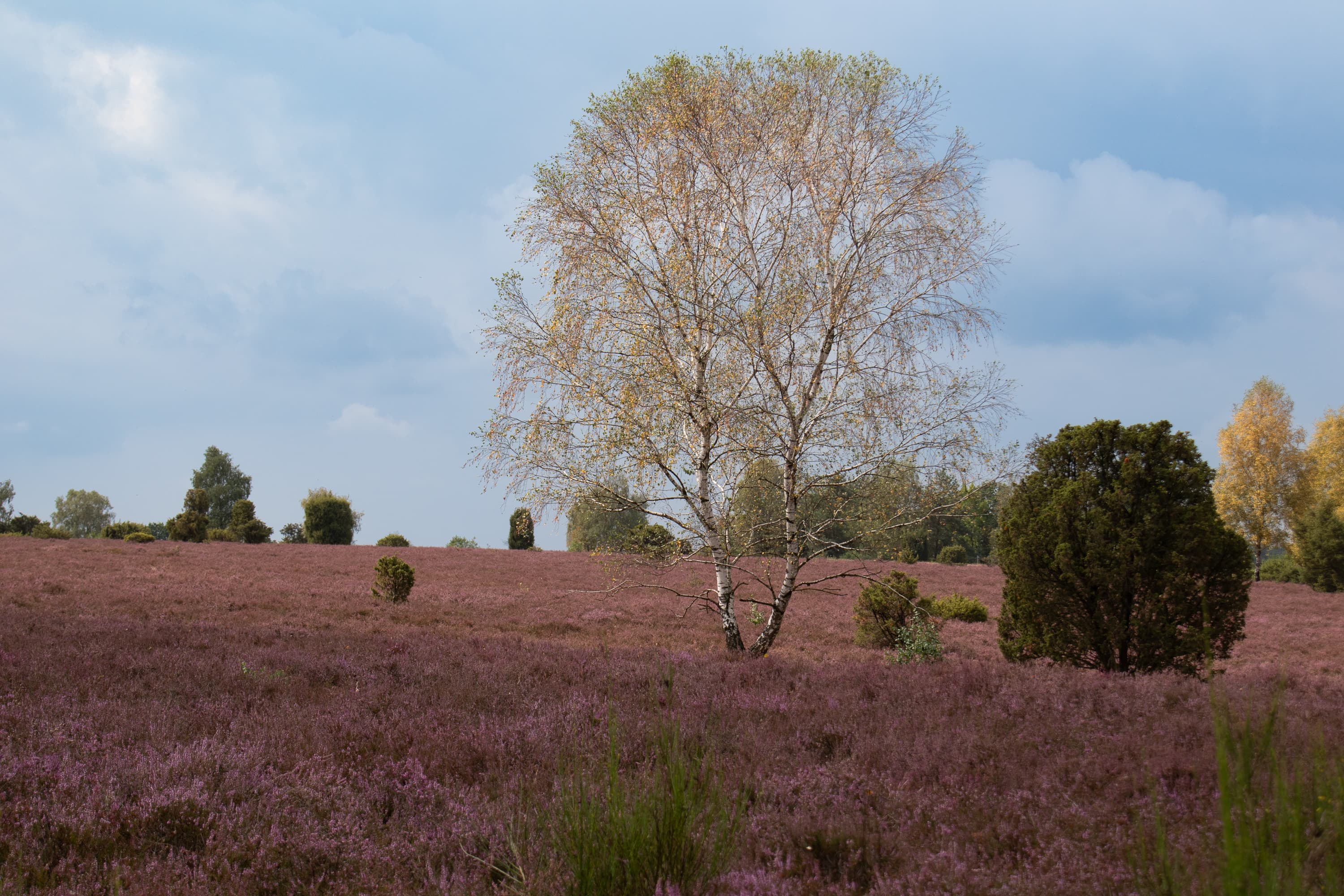 Stand der Heideblüte Wacholder Heide, Schmarbek 21.08.2026
