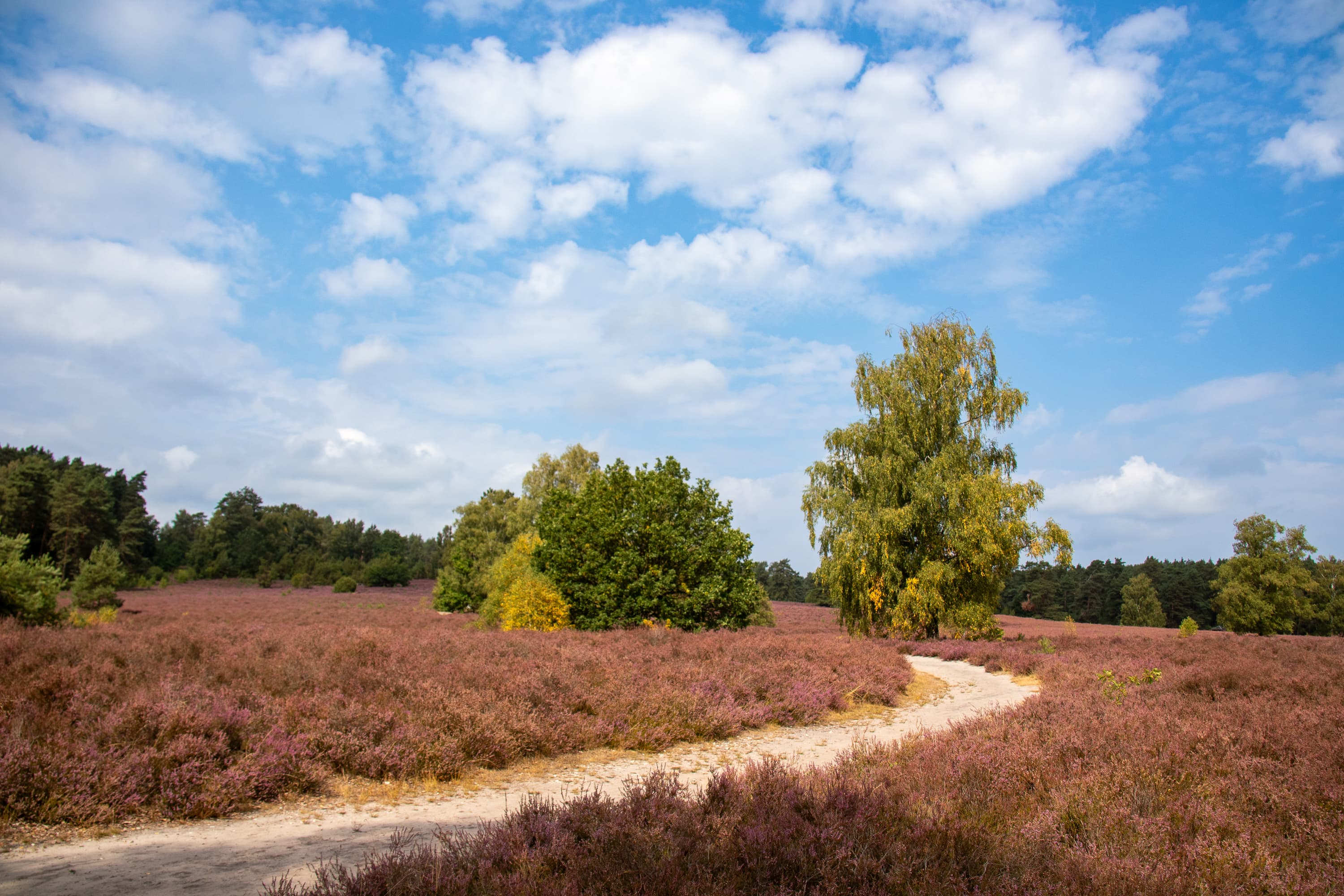 Stand der Heideblüte Wietzer Berg 21.08.2026