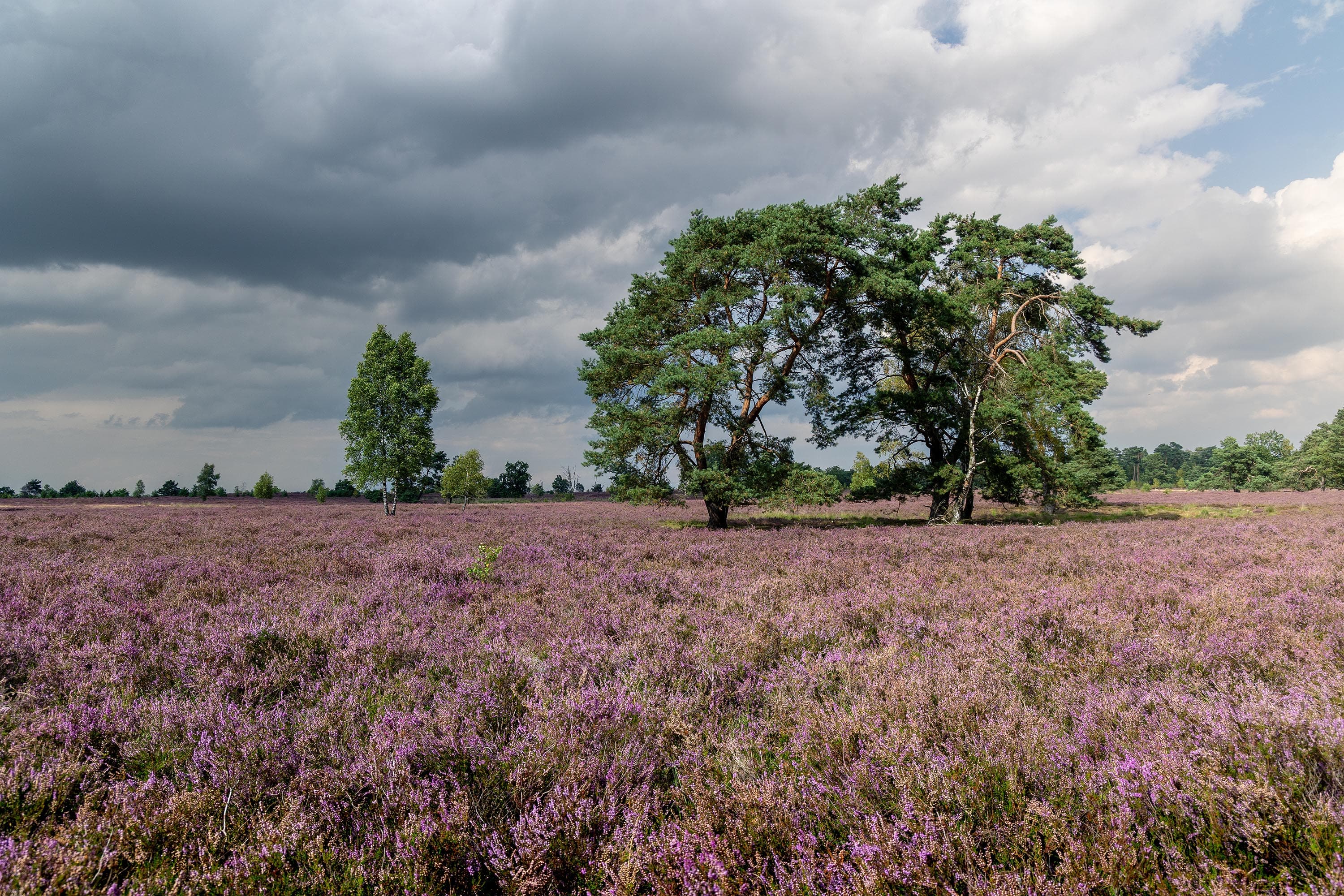 Stand der Heideblüte in der Osterheide