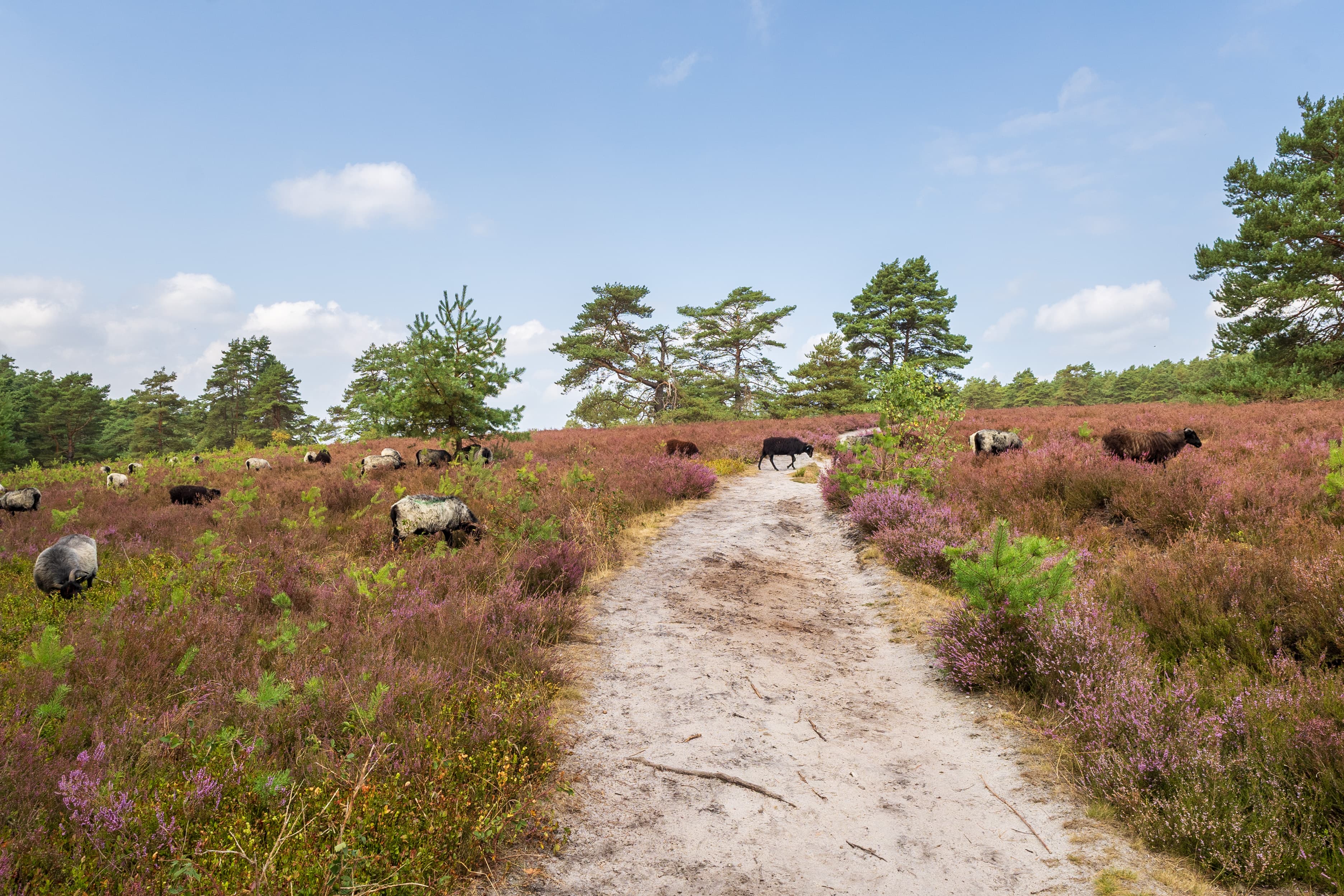 Stand der Heideblüte in der Misselhorner Heide