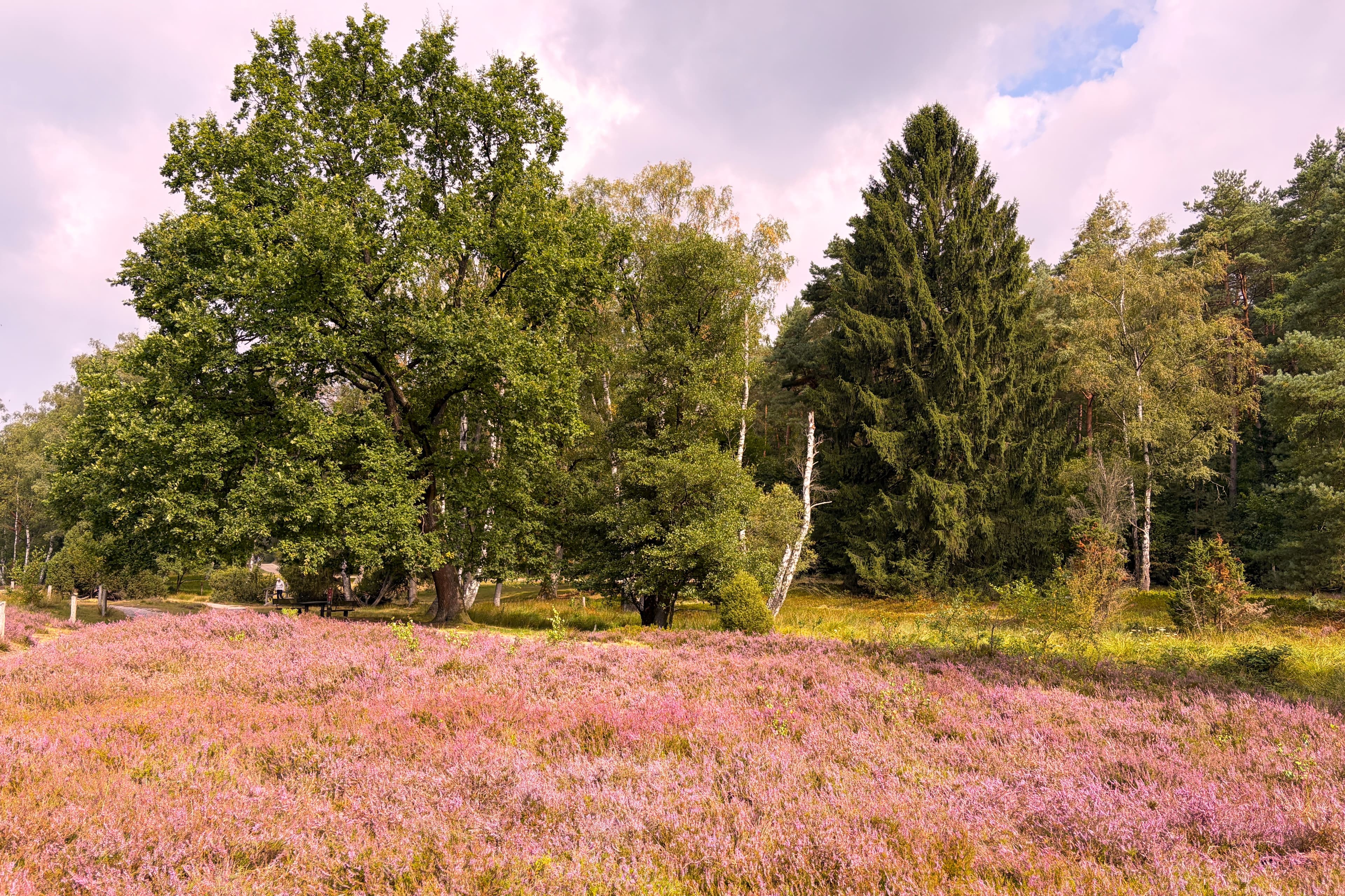 Stand der Heideblüte im Büsenbachtal
