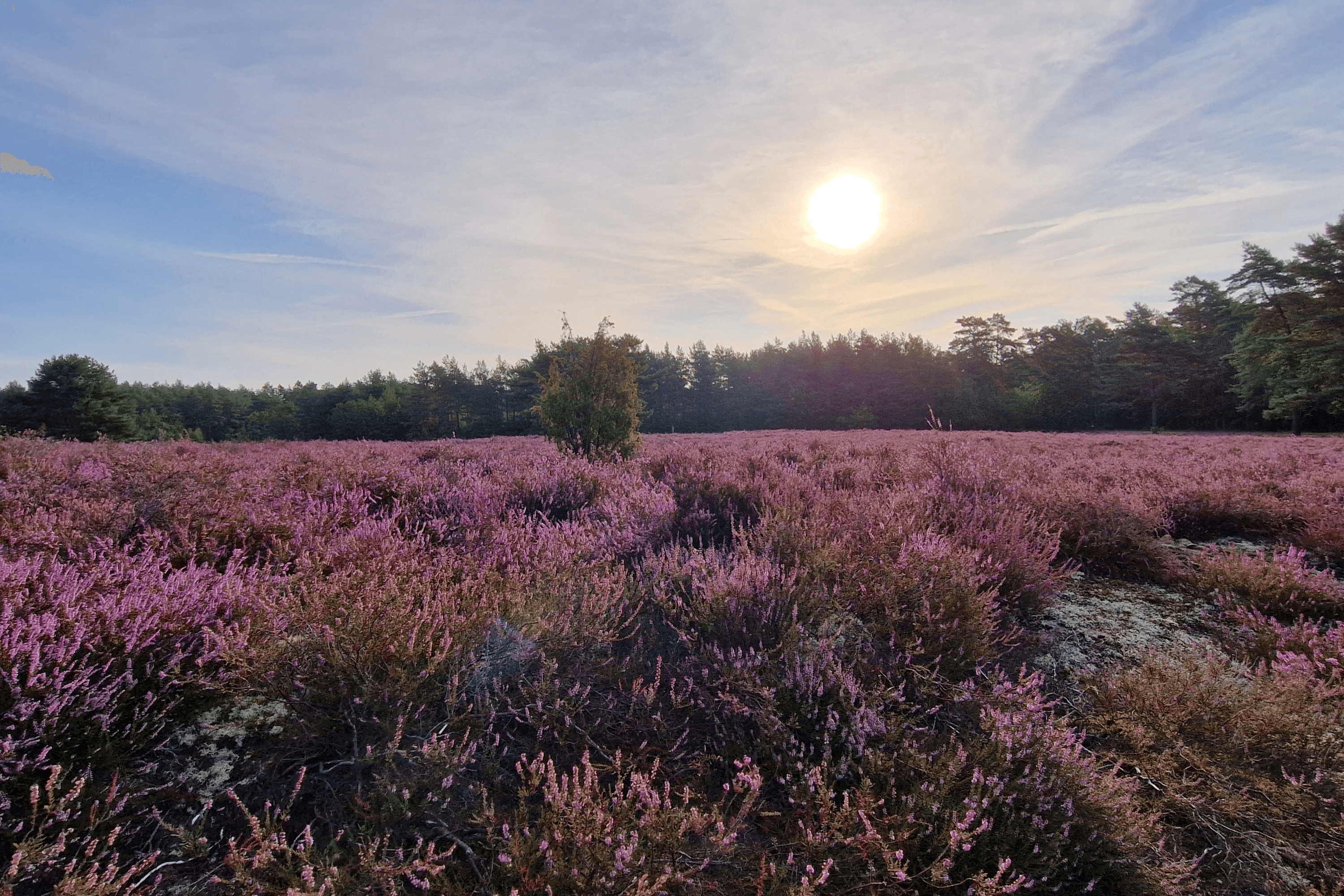 Stand der Heideblüte in der Bad Bodenteicher Heide