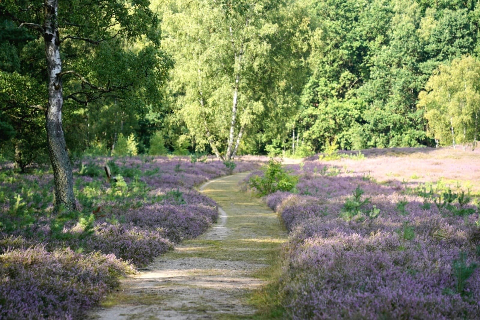 Stand der Heideblüte in der Klein Bünstorfer Heide