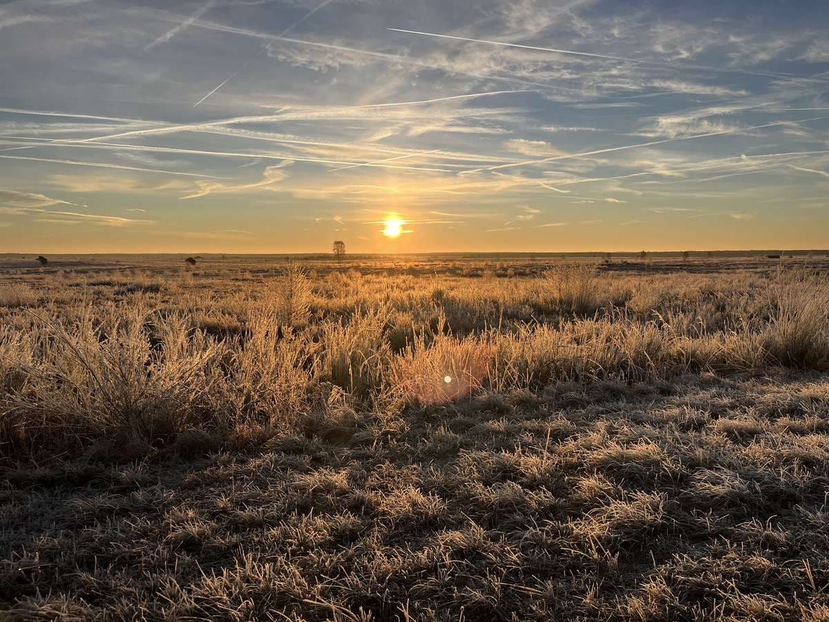 Sonnenaufgang über der Lüneburger Heide mit weiten Gräsern und Himmel im November