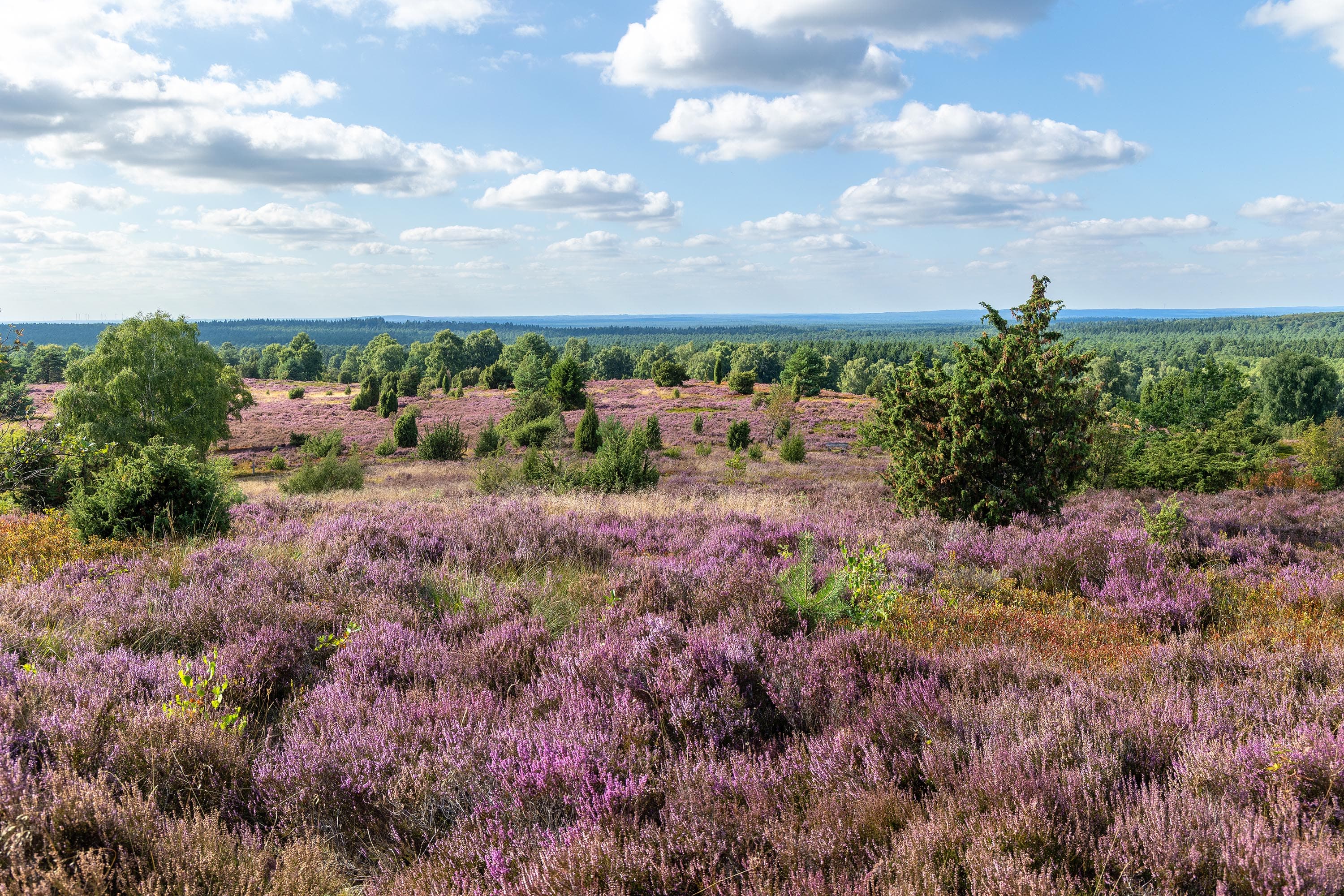 Stand der Heideblüte am Wilseder Berg