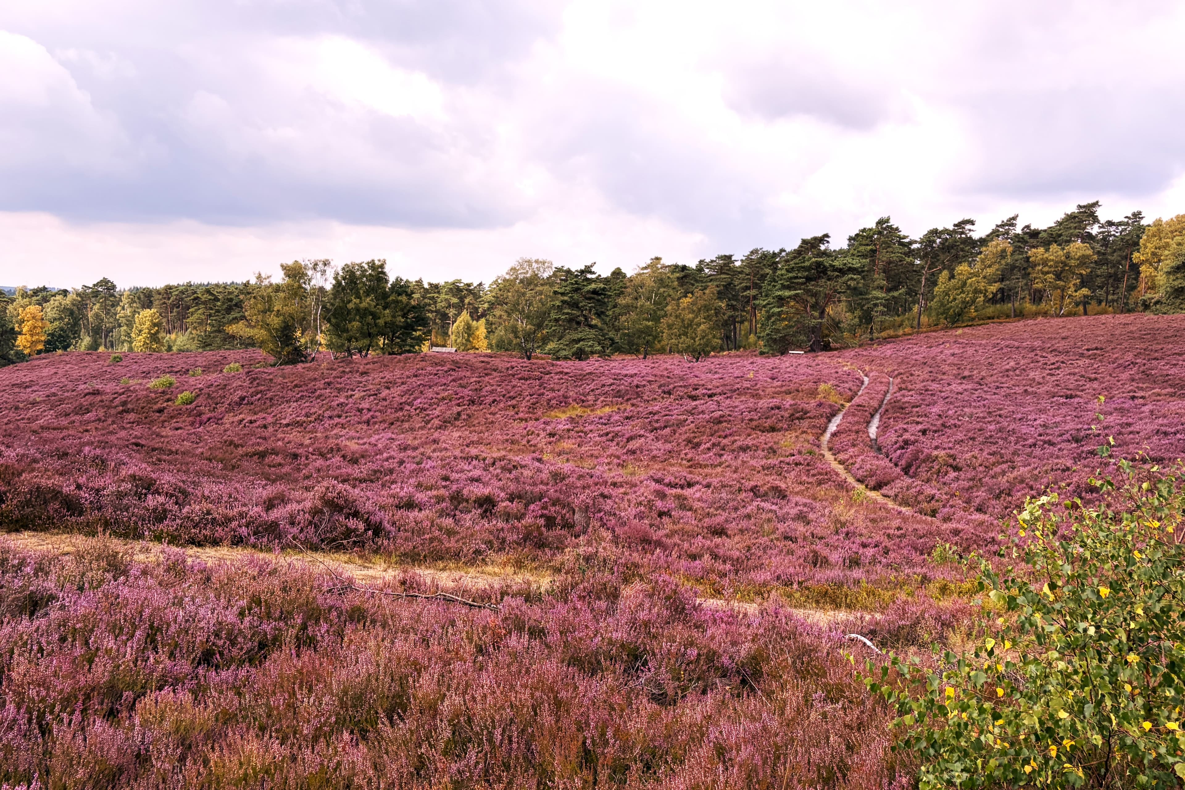 Stand der Heideblüte auf dem Brunsberg