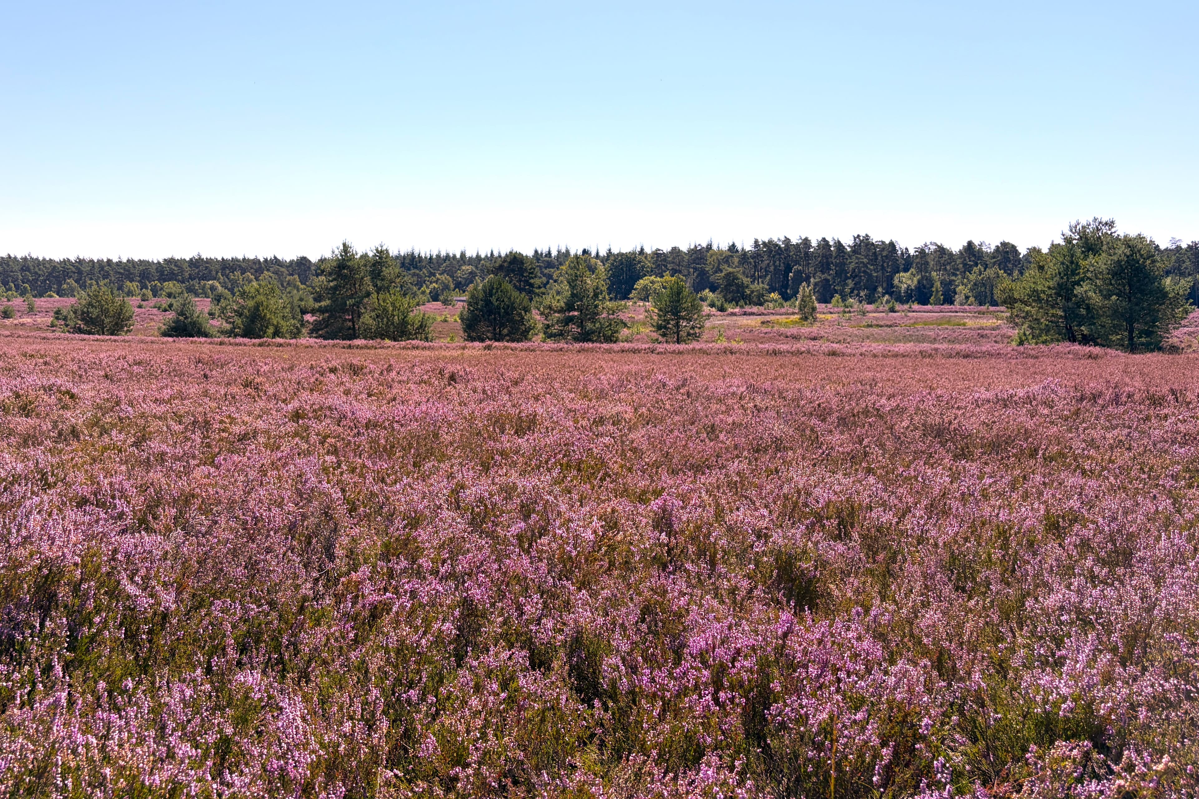 Stand der Heideblüte auf dem Töps