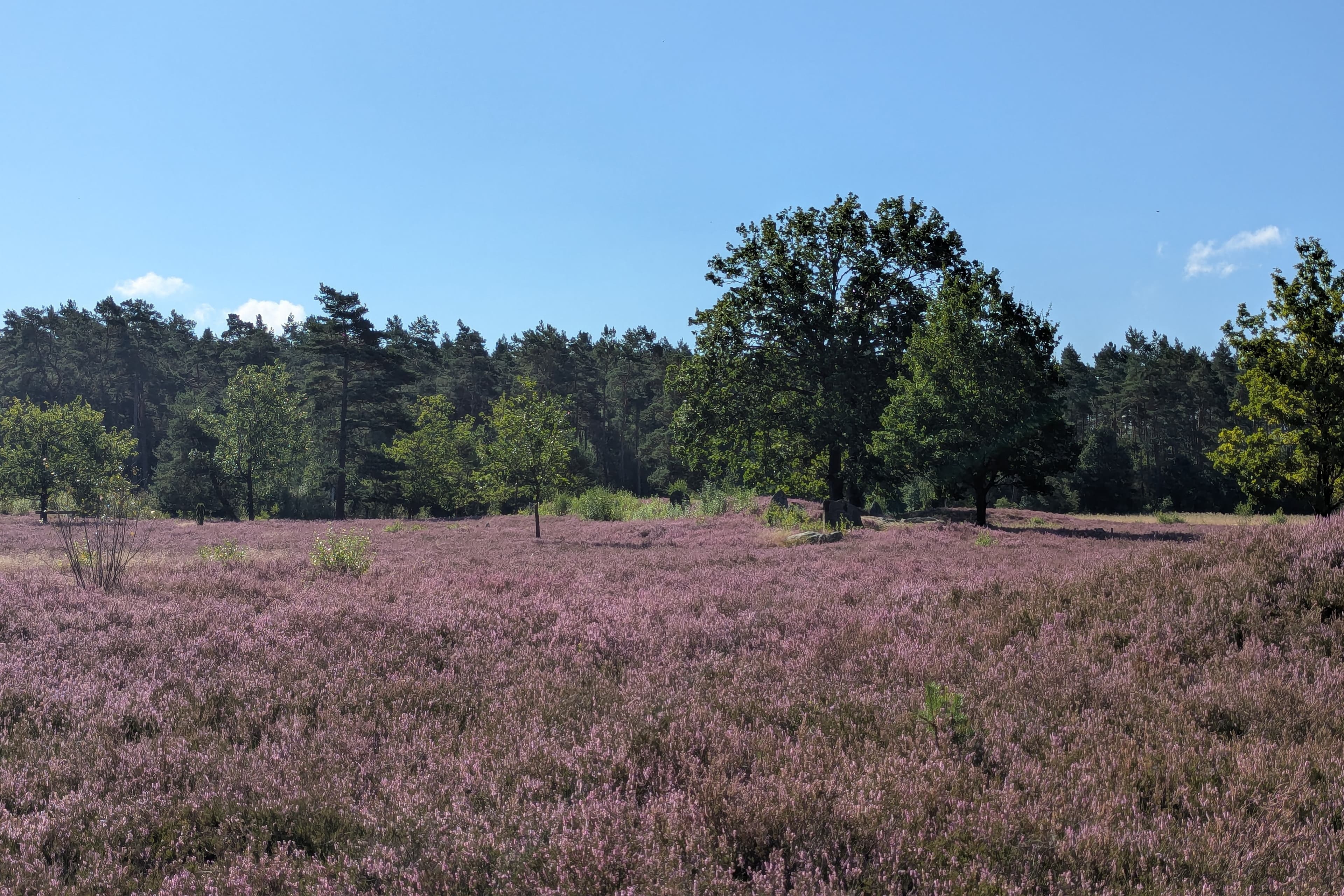 Stand der Heideblüte in der Oldendorfer Totenstatt