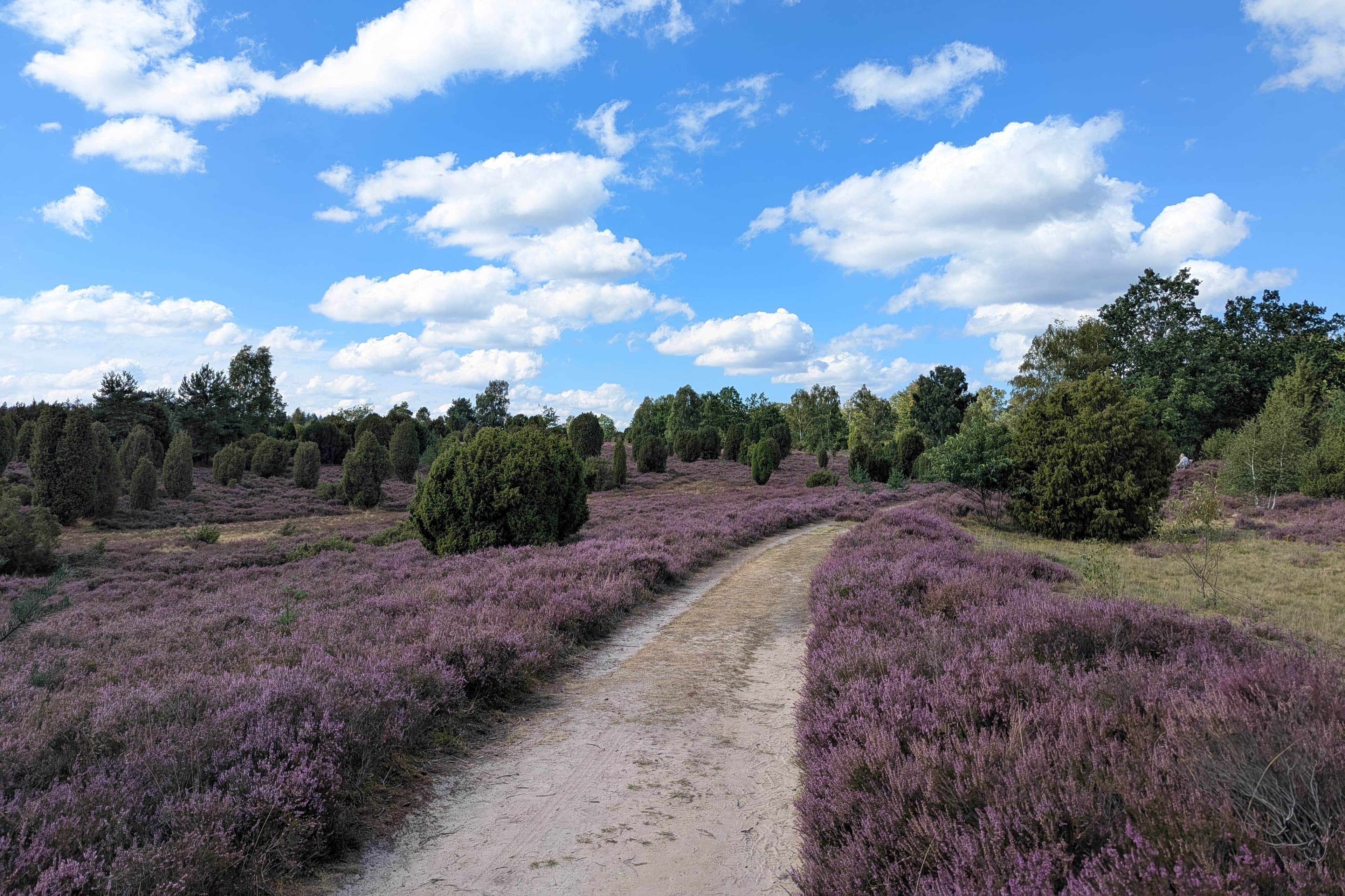 Stand der Heideblüte in der Ellerndorfer Wacholderheide
