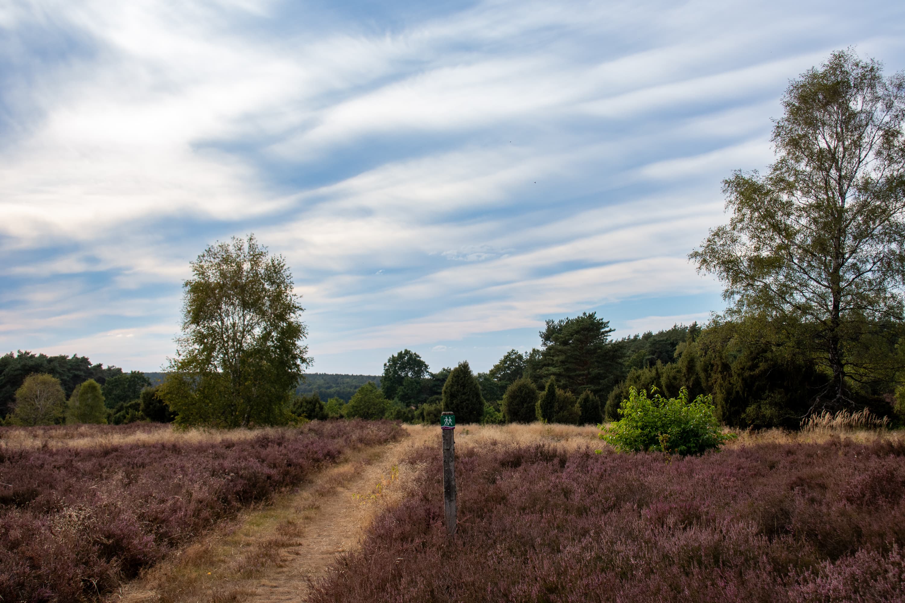 Stand der Heideblüte Schillohsberg 25.08.2026