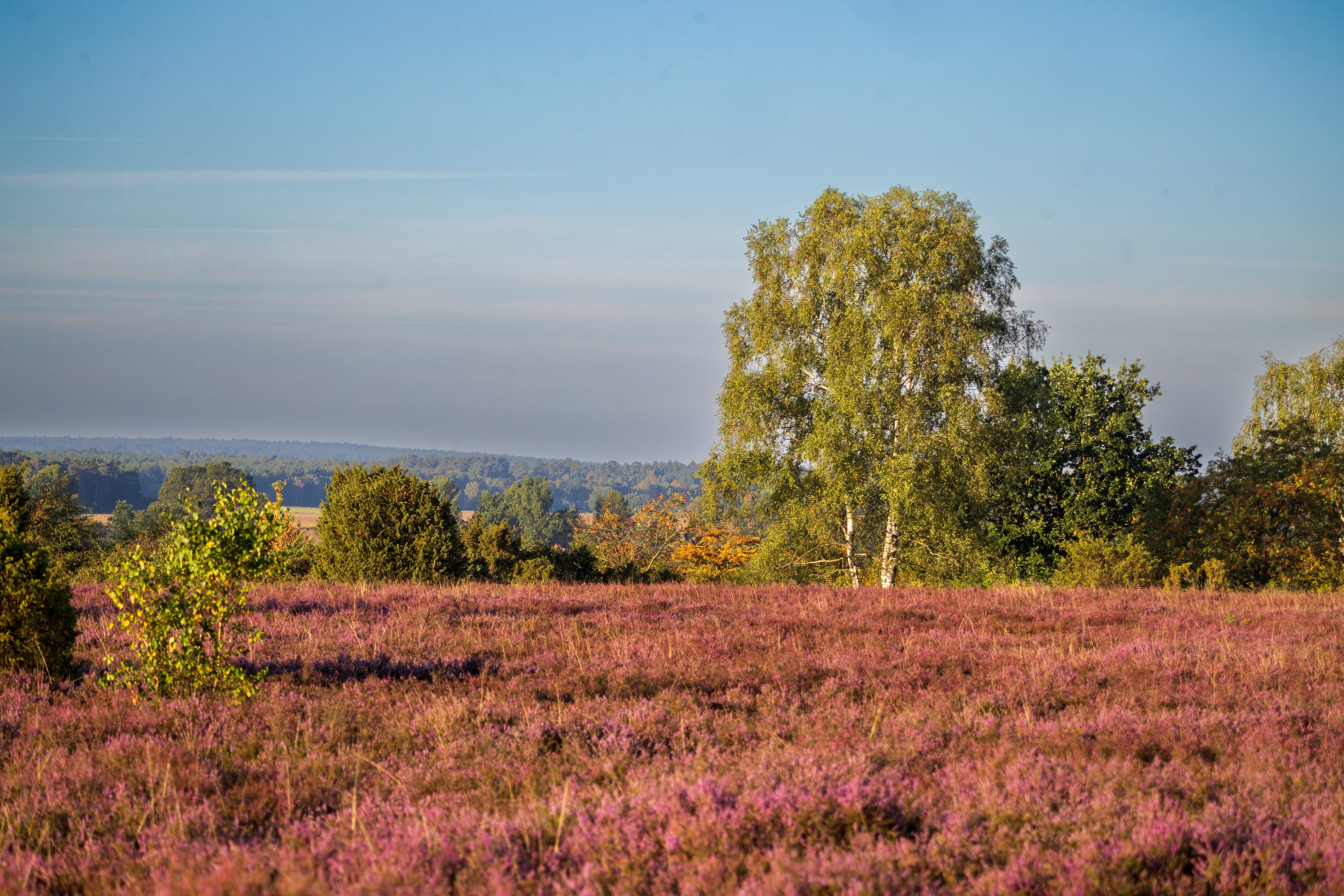 Stand der Heideblüte am Wacholderwald Schmarbeck