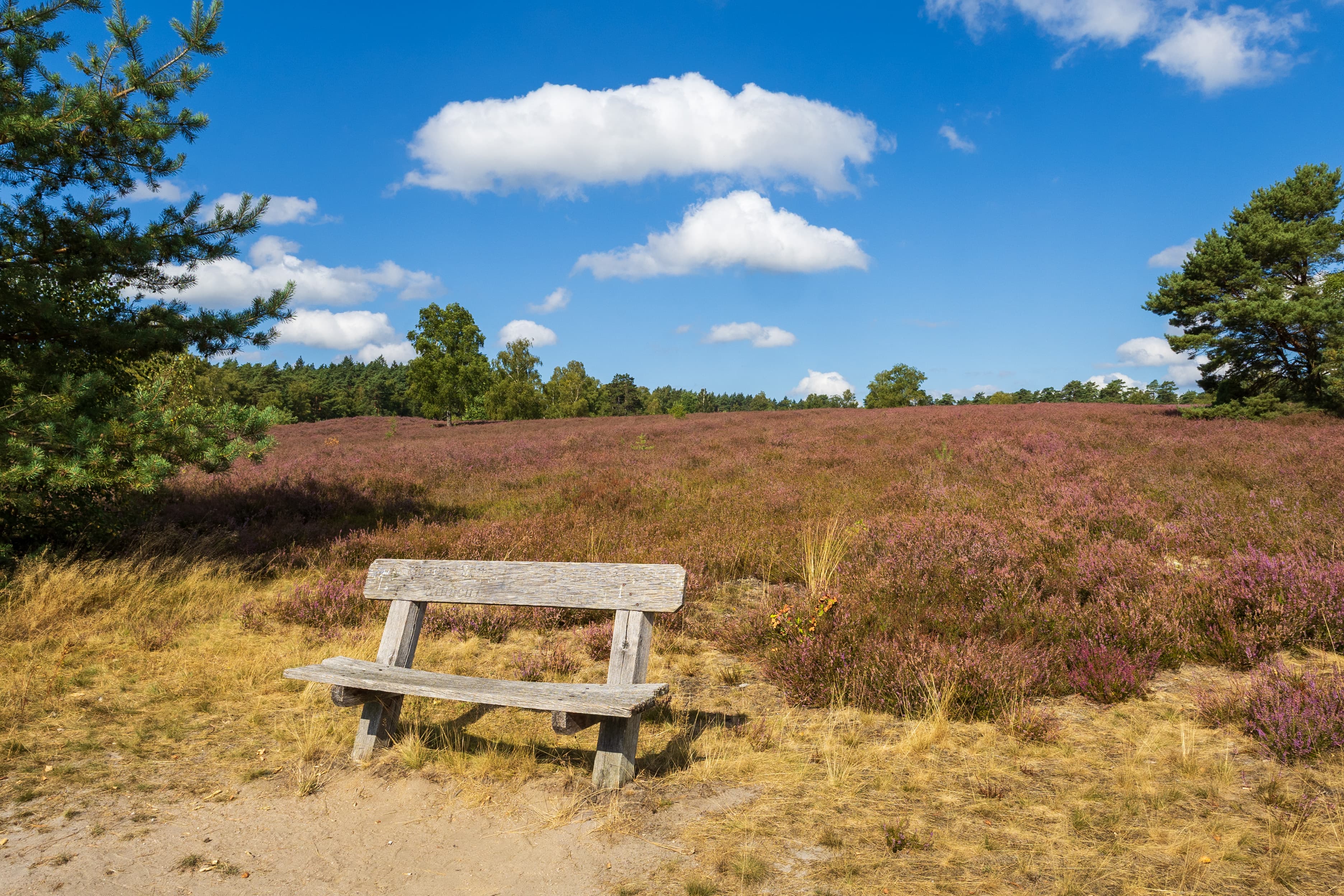 Stand der Heideblüte am Wietzer Berg bei Müden (Örtze)