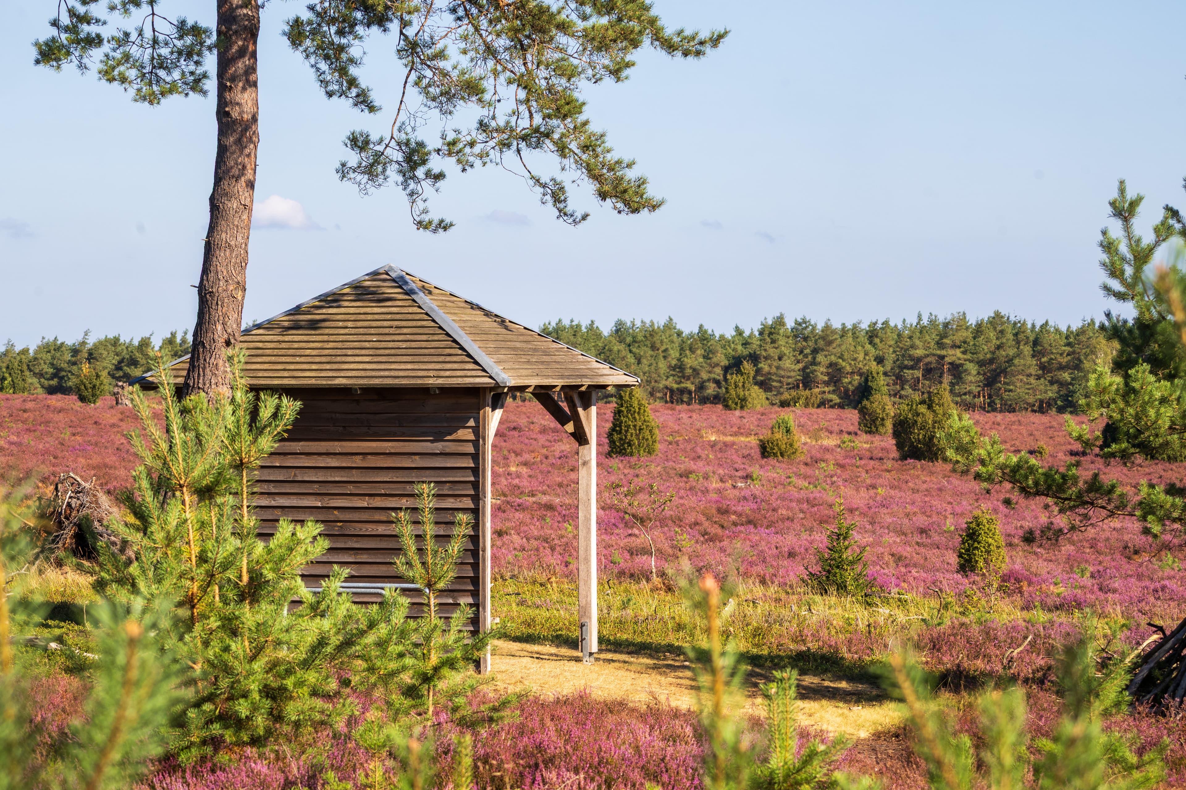 Stand der Heideblüte am Hausselberg