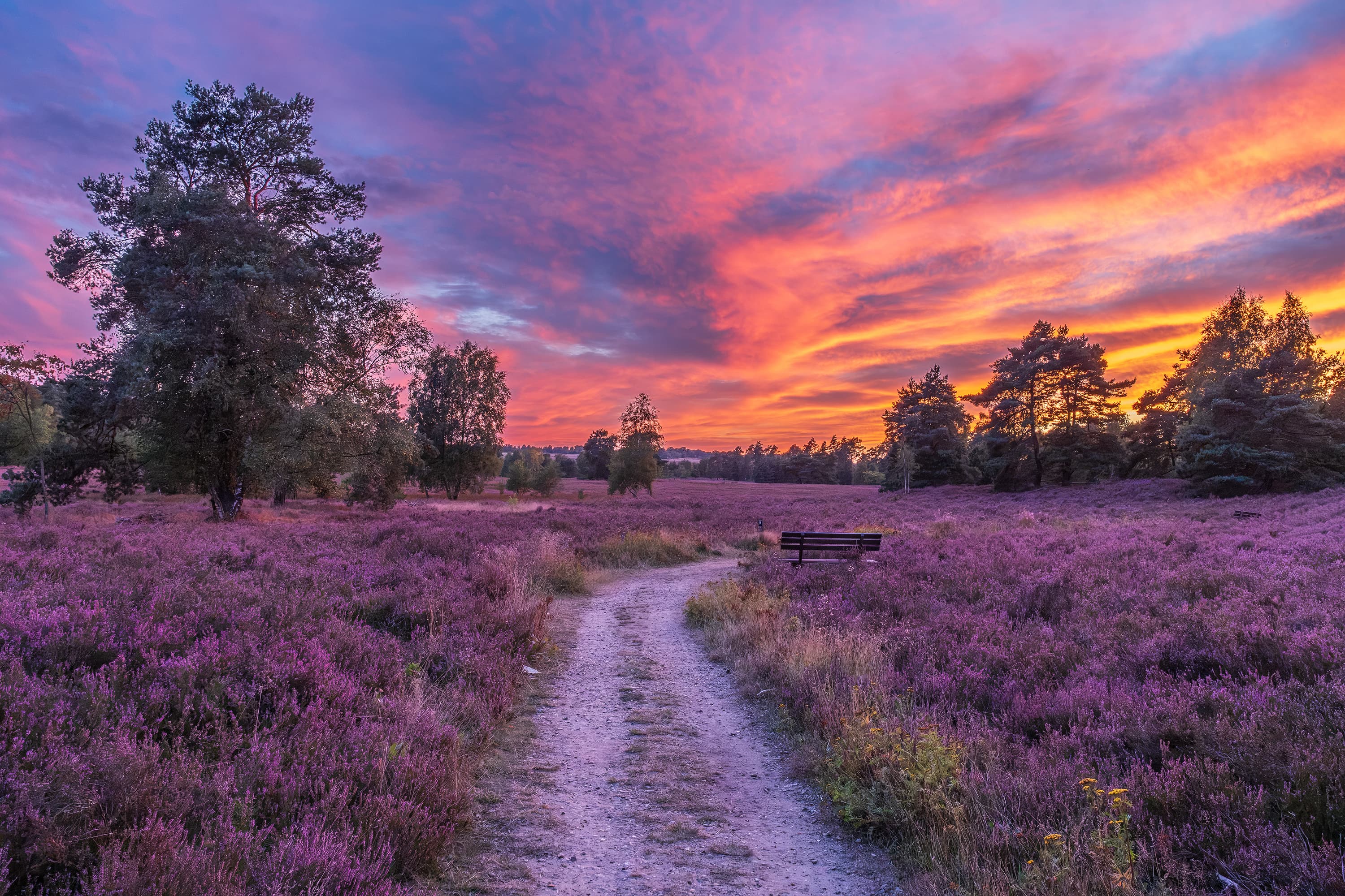 Stand der Heideblüte in der Behringer Heide