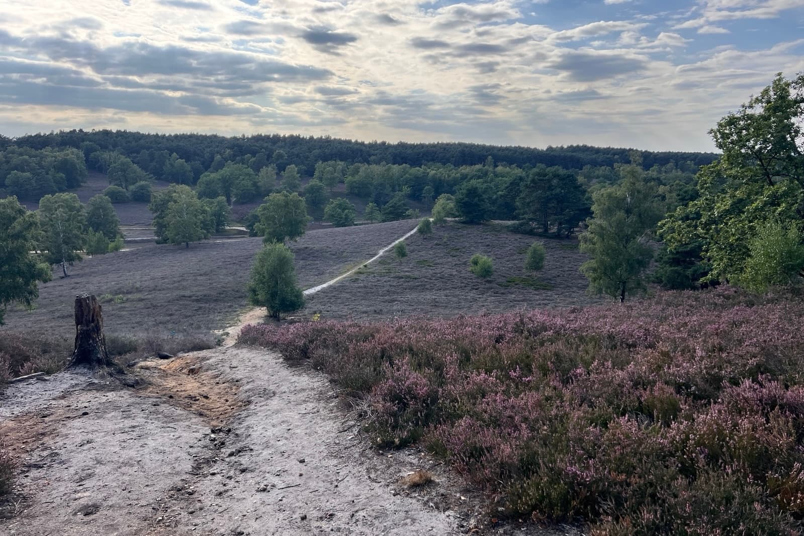 Stand der Heideblüte in der Fischbeker Heide